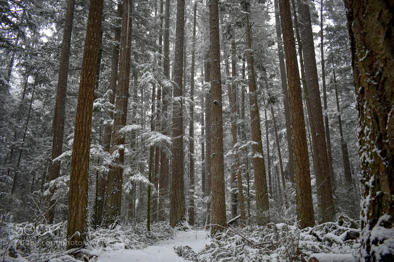 Nikon D3400 sample photo. Snowy day in the photography