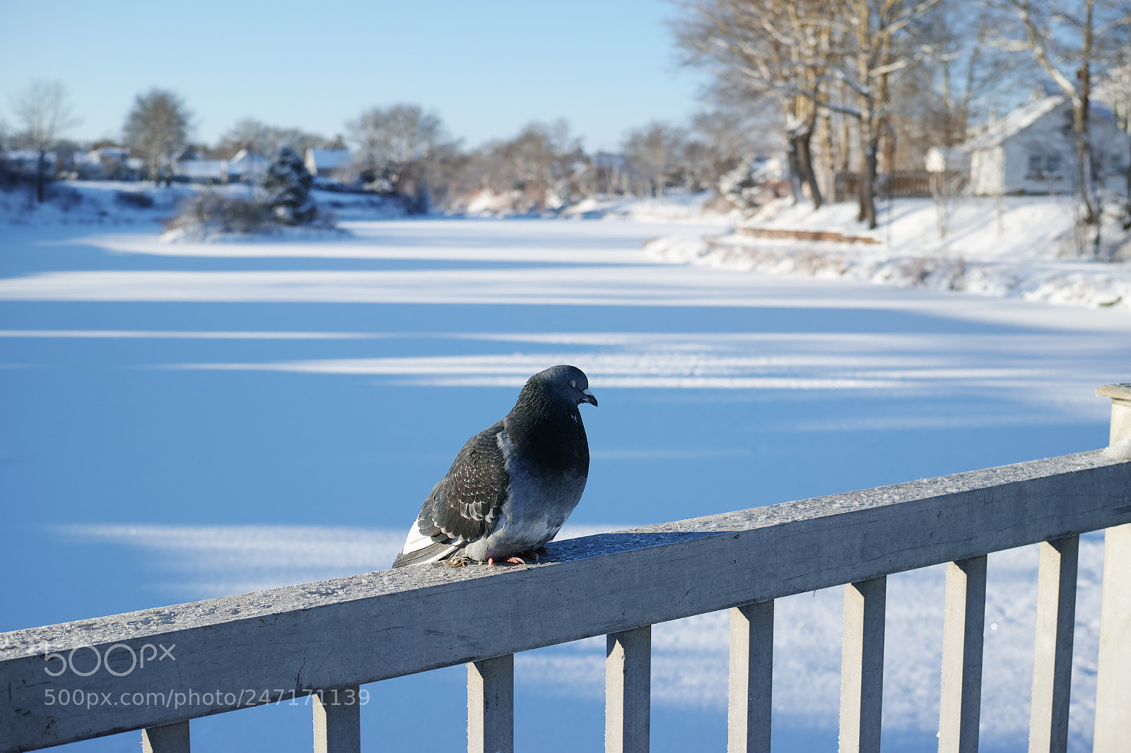 Sigma dp2 Quattro sample photo. Chilly day photography