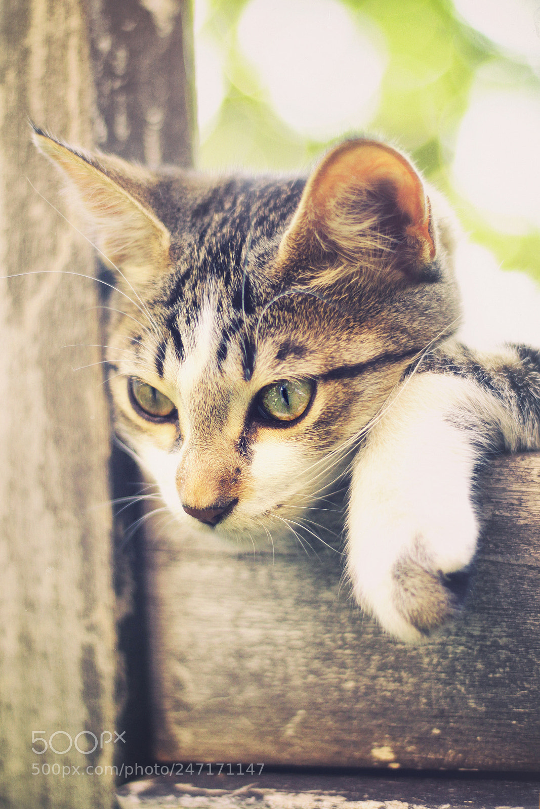 Canon EOS 500D (EOS Rebel T1i / EOS Kiss X3) sample photo. Mordis la gata joven photography