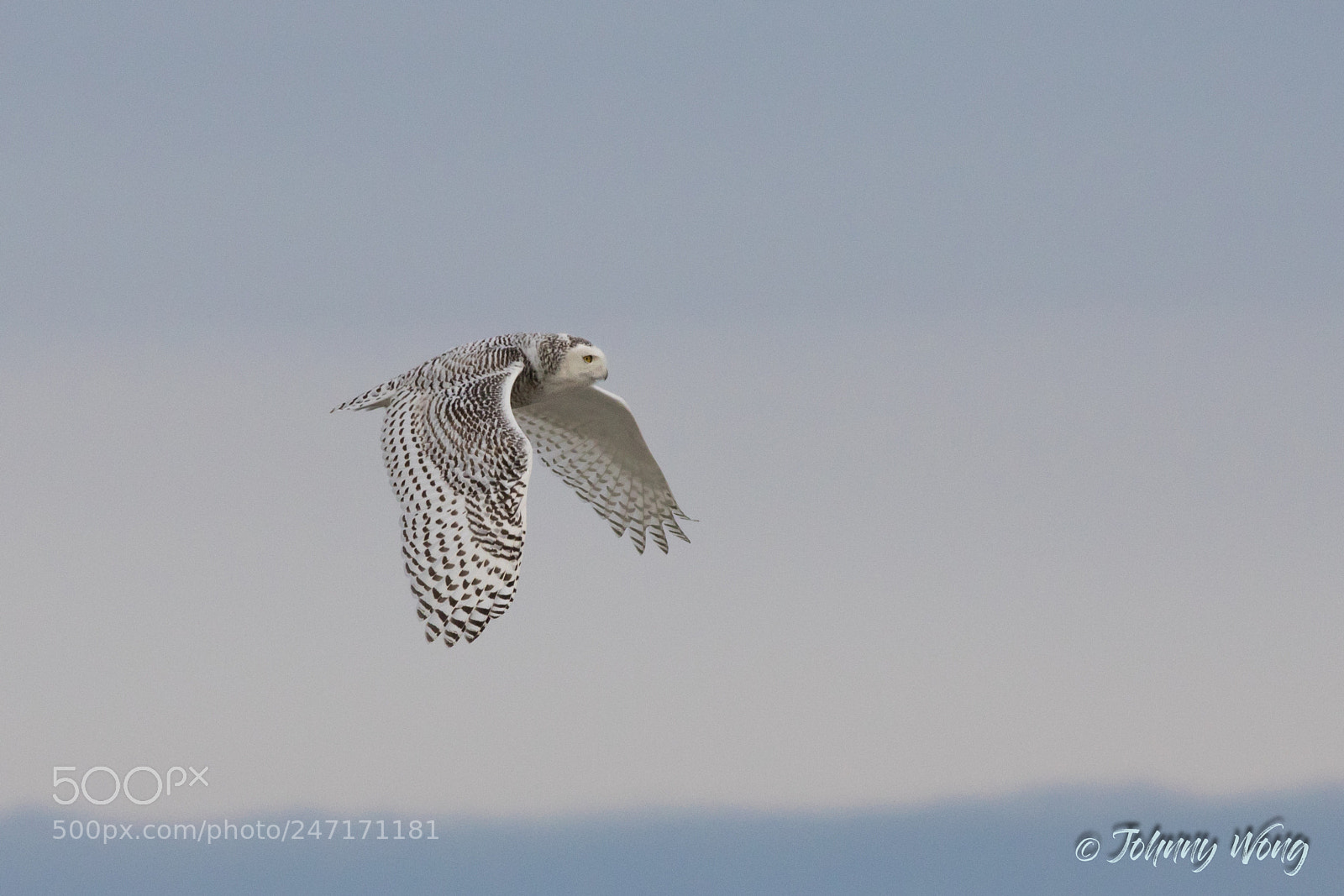 Canon EOS 7D Mark II sample photo. Snowy owl photography