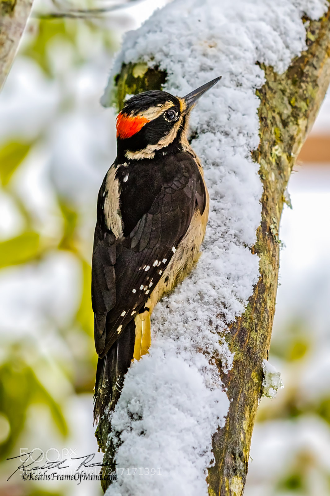 Canon EOS 7D Mark II sample photo. Hairy woodpecker male photography