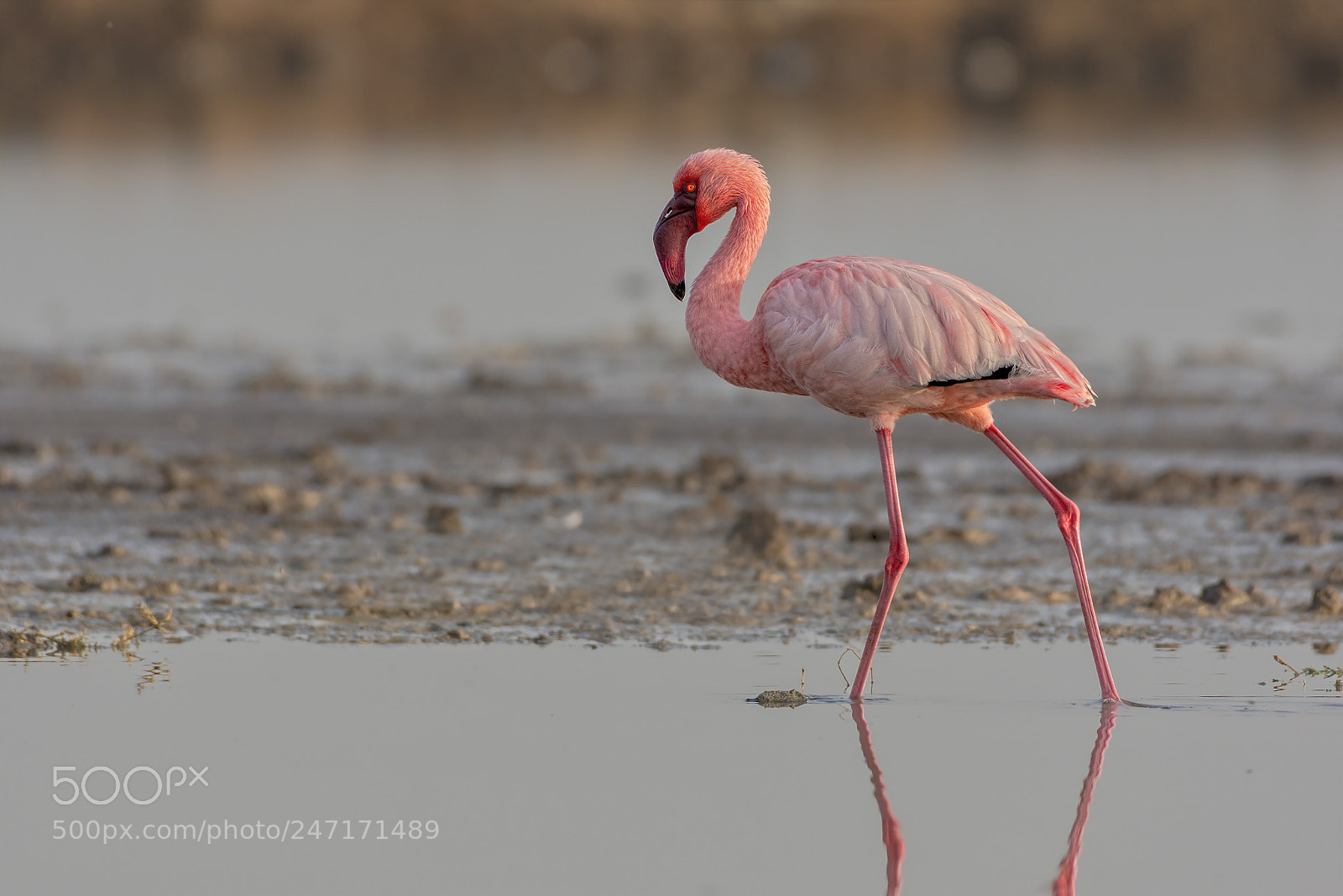 Nikon D7200 sample photo. Lesser flamingo photography