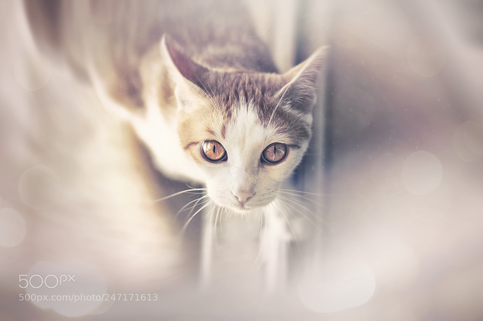 Canon EOS 500D (EOS Rebel T1i / EOS Kiss X3) sample photo. Wendo el gato dulce photography