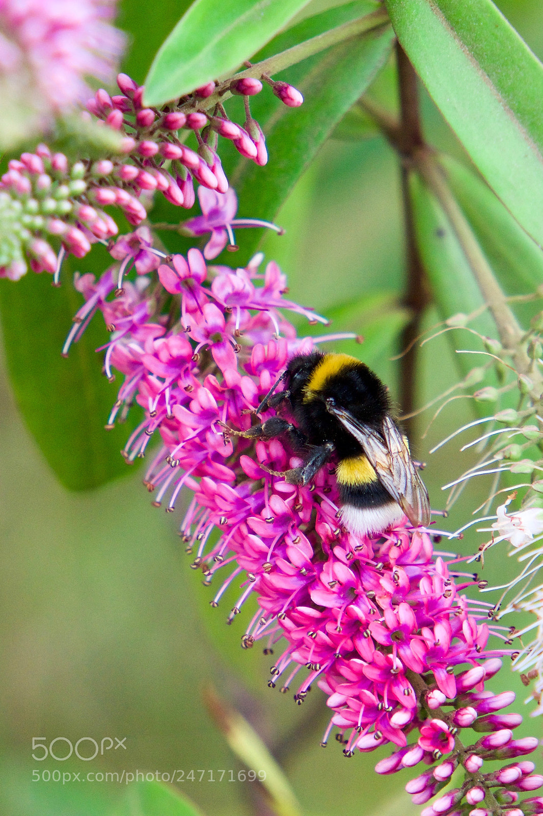 Sony Alpha a5000 (ILCE 5000) sample photo. Bee photography