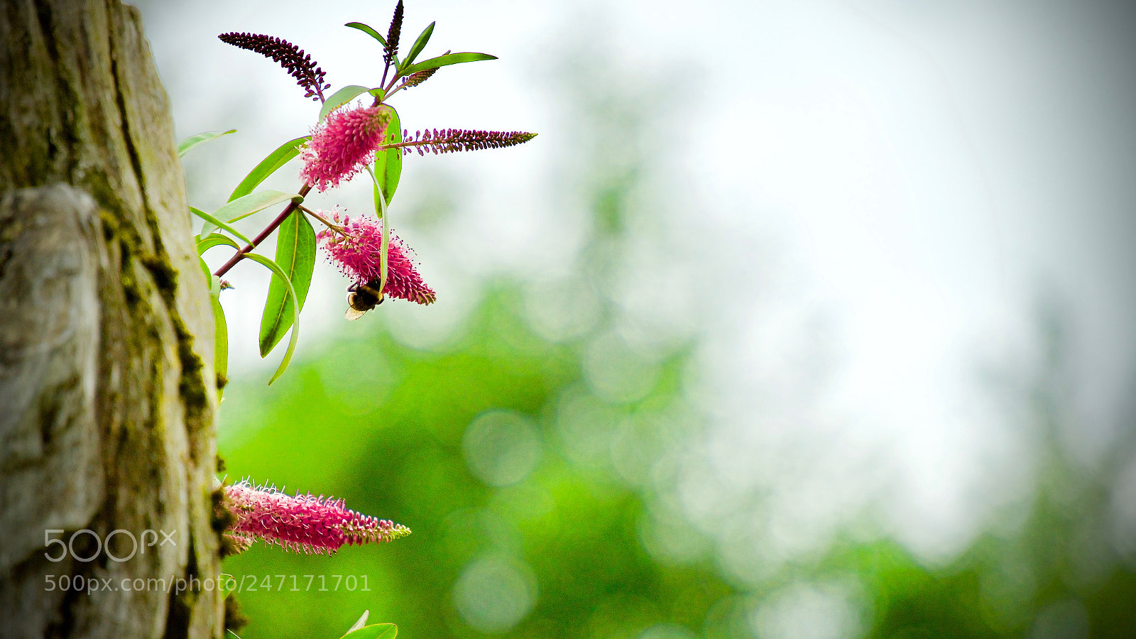 Sony Alpha a5000 (ILCE 5000) sample photo. Bee photography