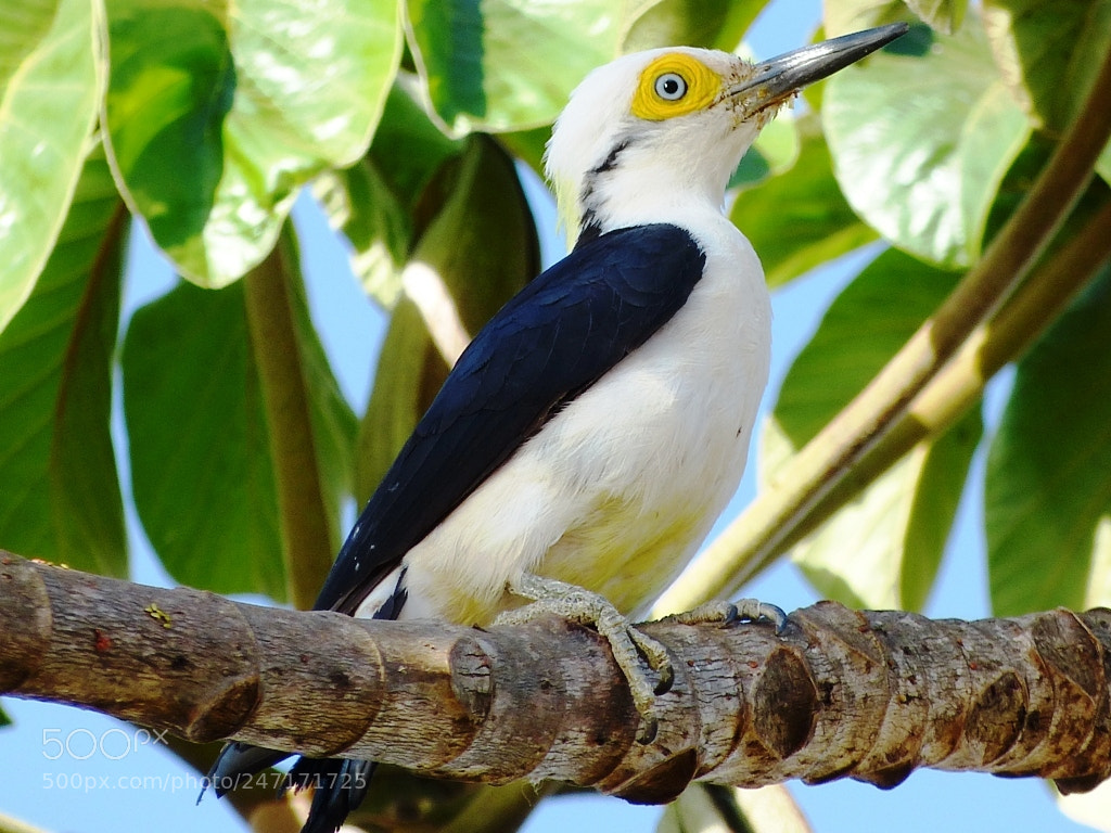 Panasonic Lumix DMC-FZ150 sample photo. White woodpecker photography