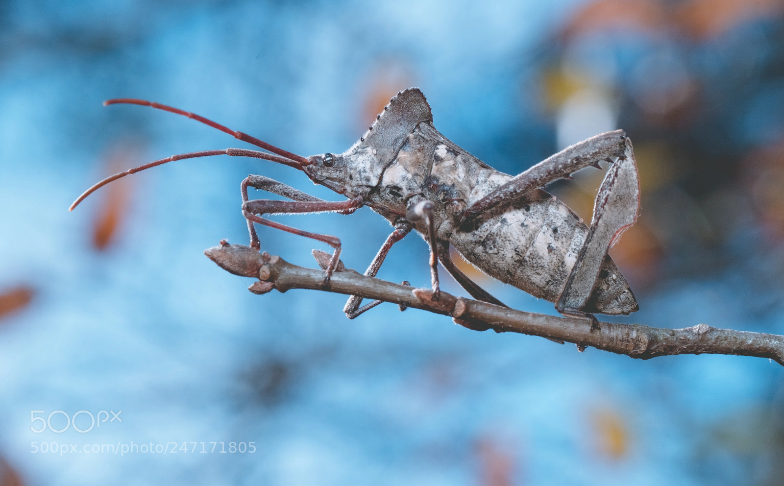 Sony SLT-A99V sample photo. Leaf-footed bug photography