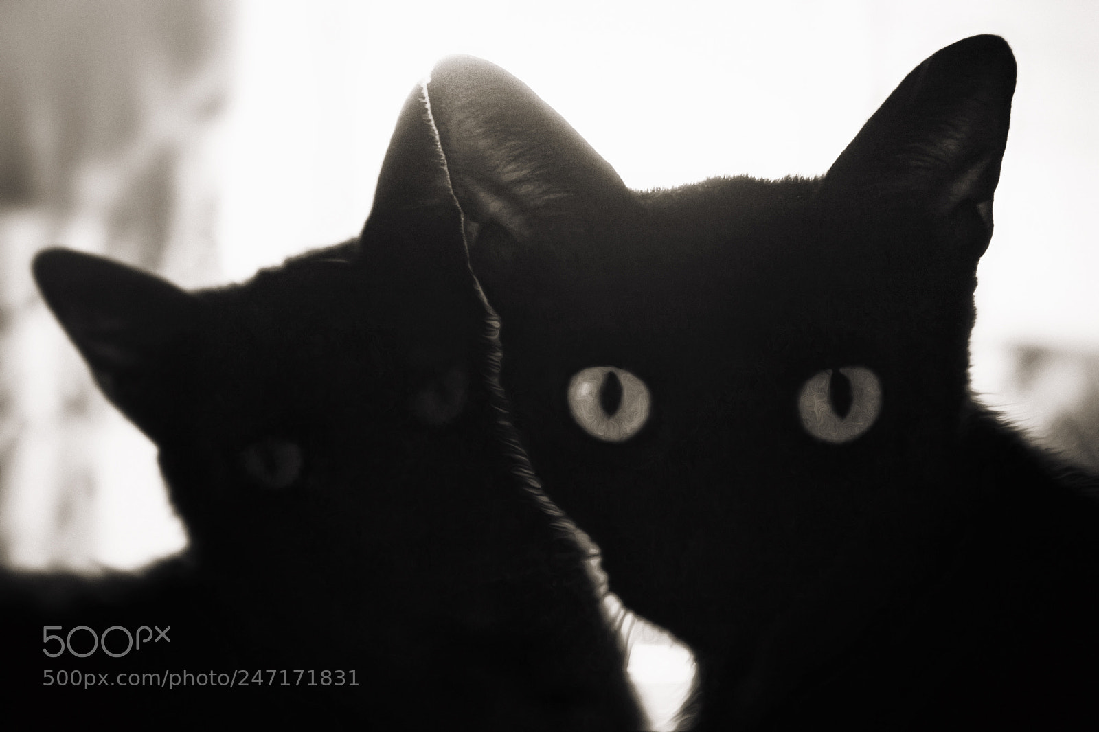 Canon EOS 500D (EOS Rebel T1i / EOS Kiss X3) sample photo. Gatos negros a contraluz photography