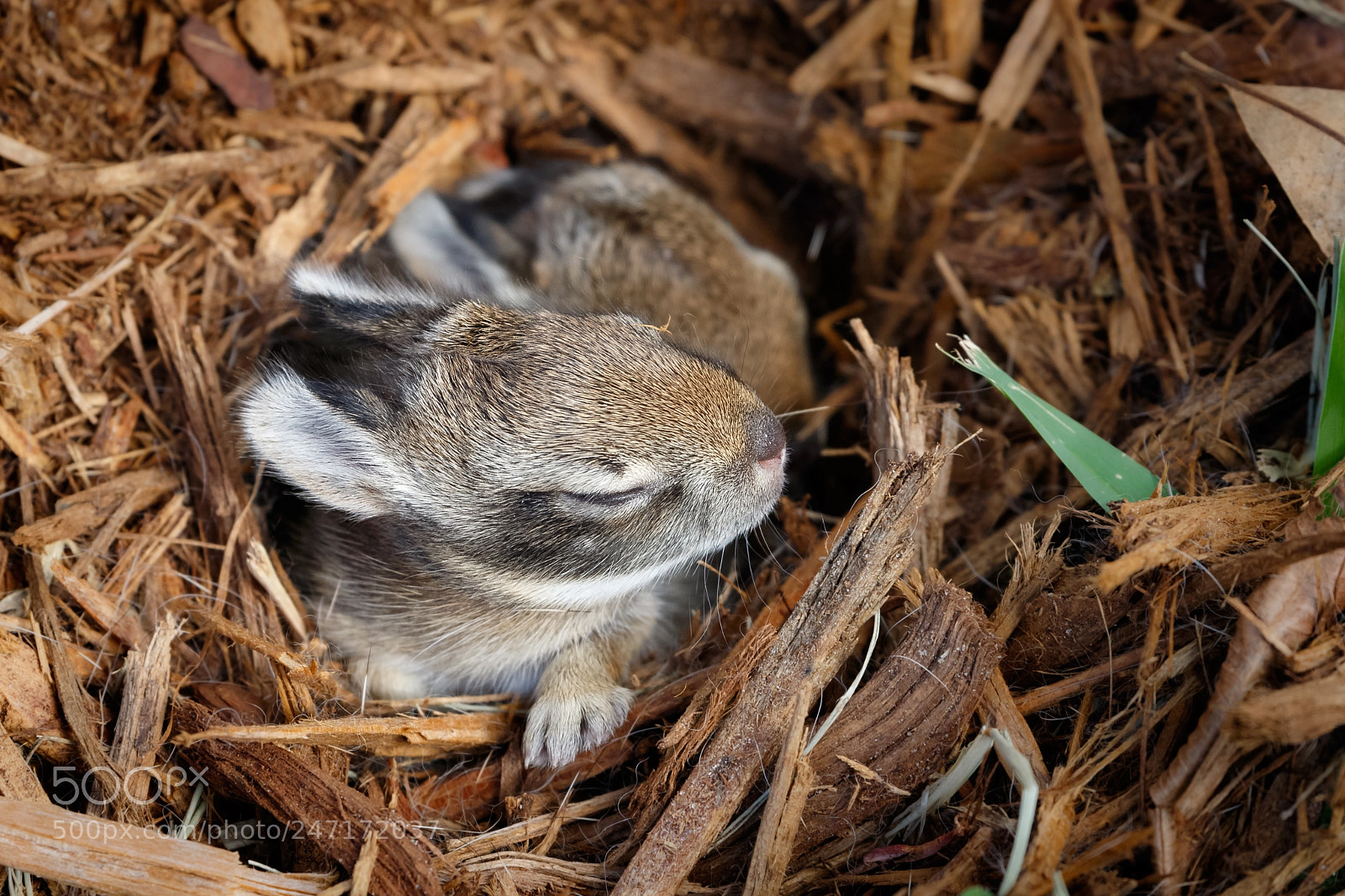 Canon EOS 7D Mark II sample photo. Baby bunnies photography
