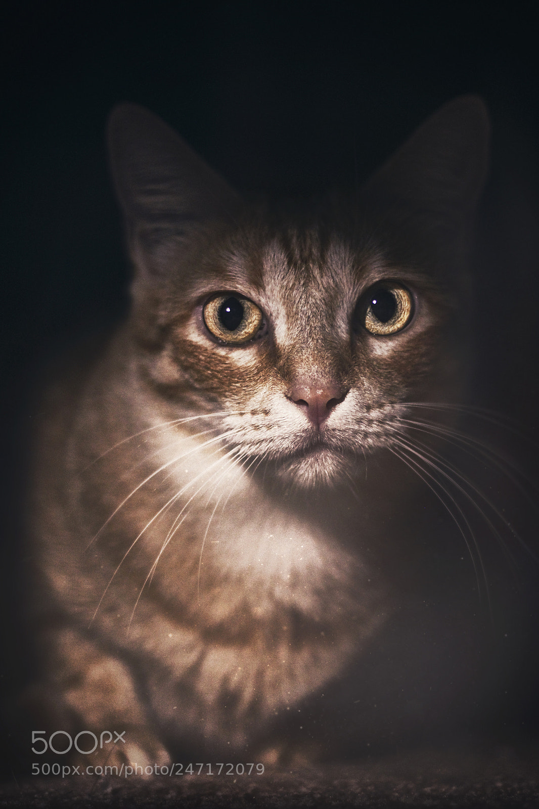 Canon EOS 500D (EOS Rebel T1i / EOS Kiss X3) sample photo. Gato surgiendo de la photography