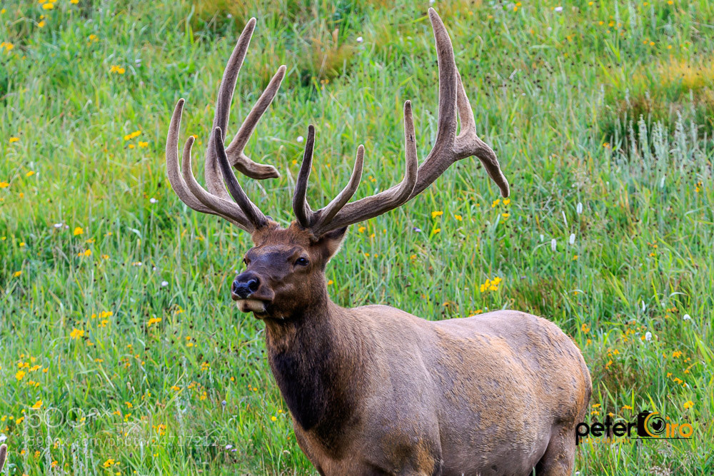 Canon EOS 7D Mark II sample photo. Elk along the roadside photography
