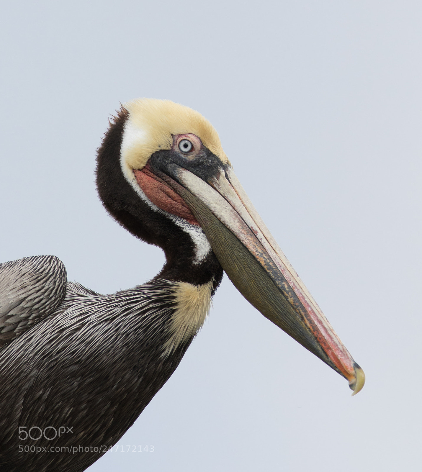 Canon EOS 7D Mark II sample photo. Brown pelican photography