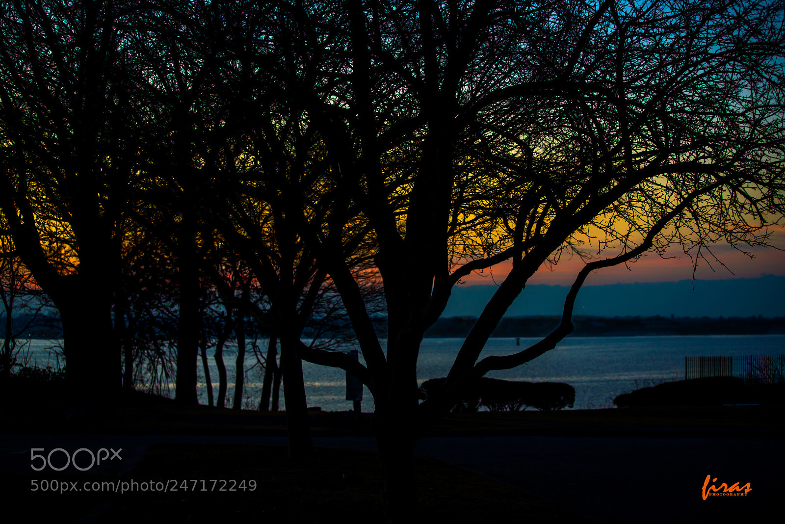Nikon D610 sample photo. Trees photography