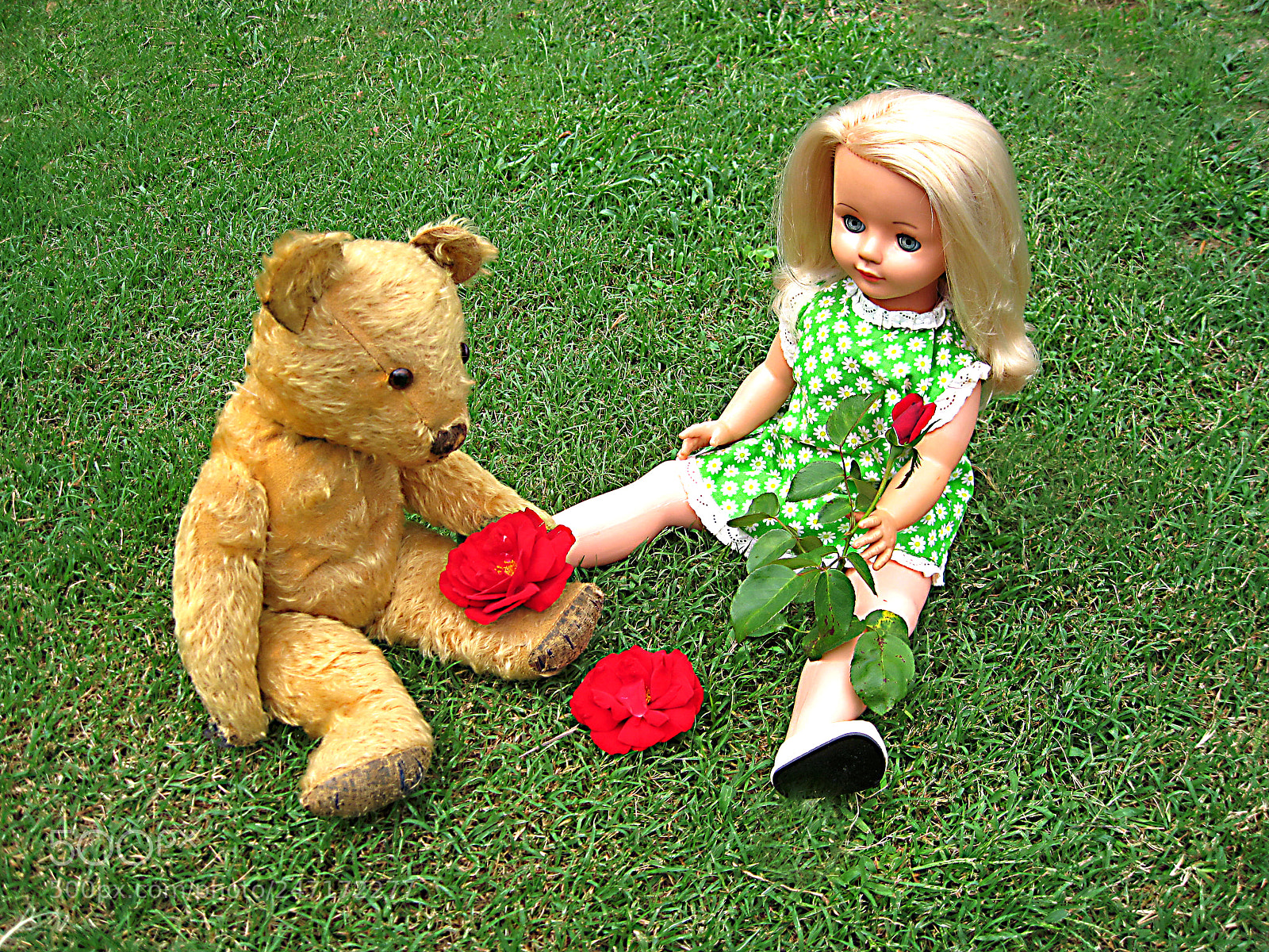 Canon DIGITAL IXUS 960 IS sample photo. Tootsie teddy and pretty photography