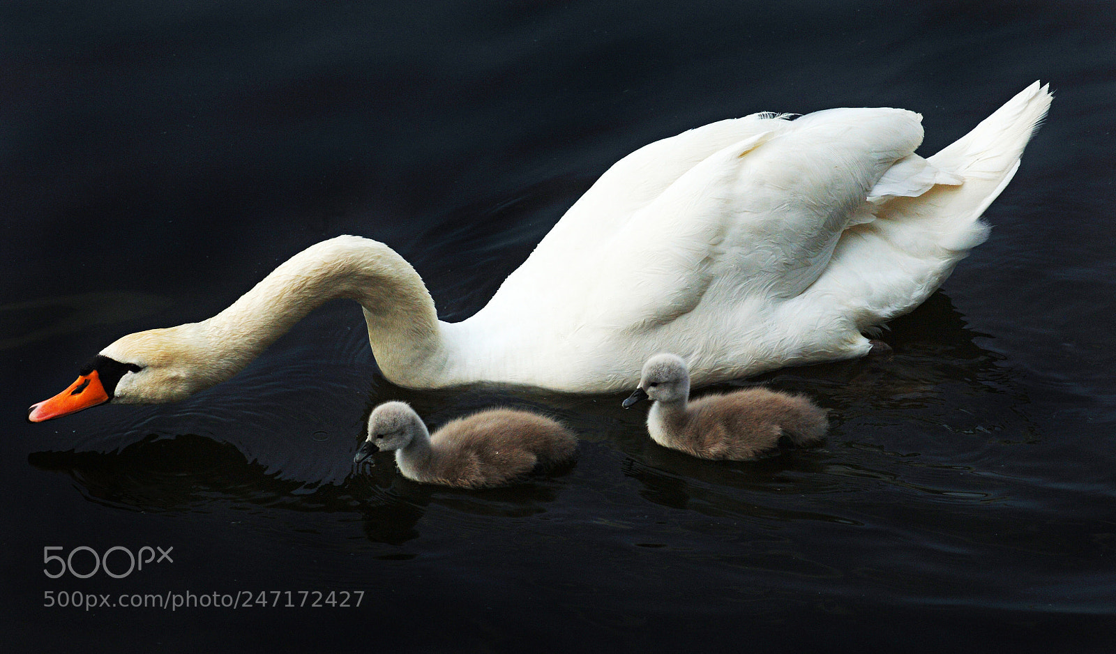 Nikon D2X sample photo. Swan and signets photography