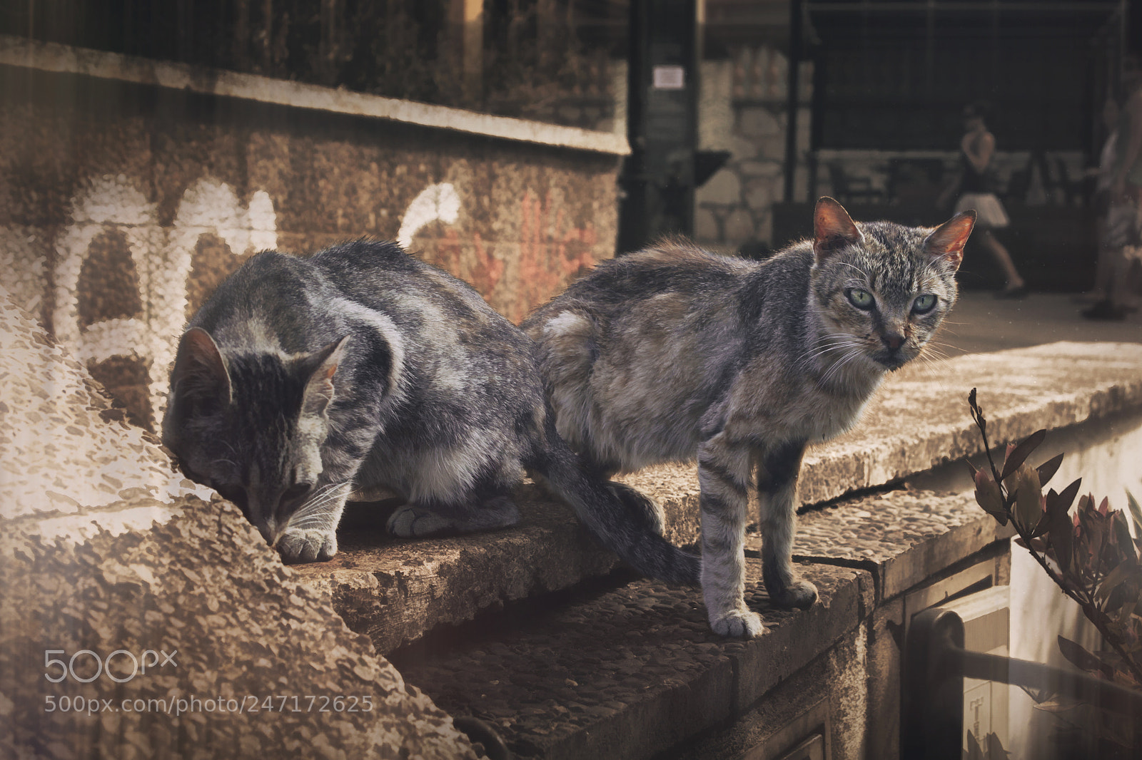 Canon EOS 500D (EOS Rebel T1i / EOS Kiss X3) sample photo. Gatos de sitges photography