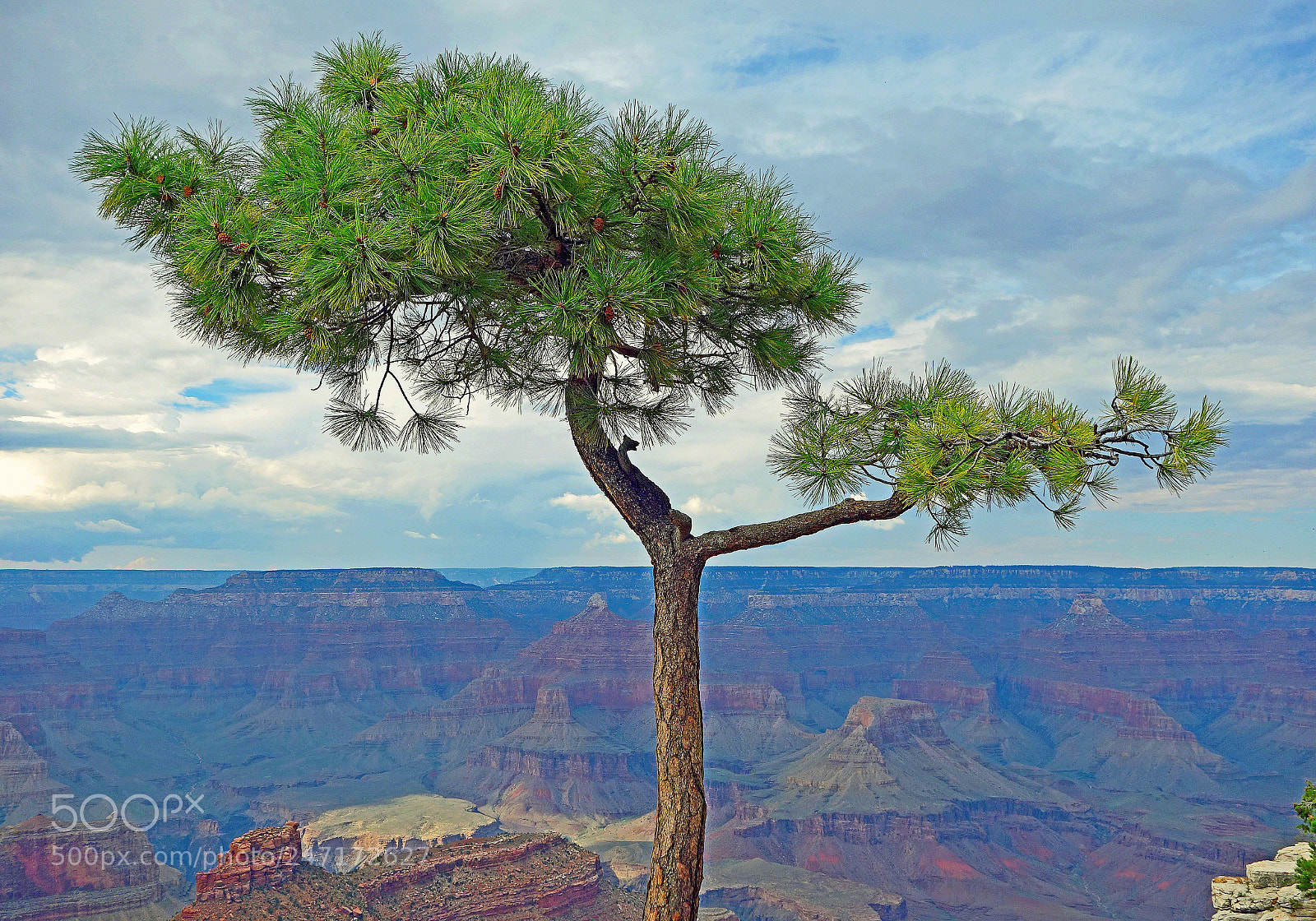 Sony Cyber-shot DSC-RX100 sample photo. Grand canyon tree study 5 photography