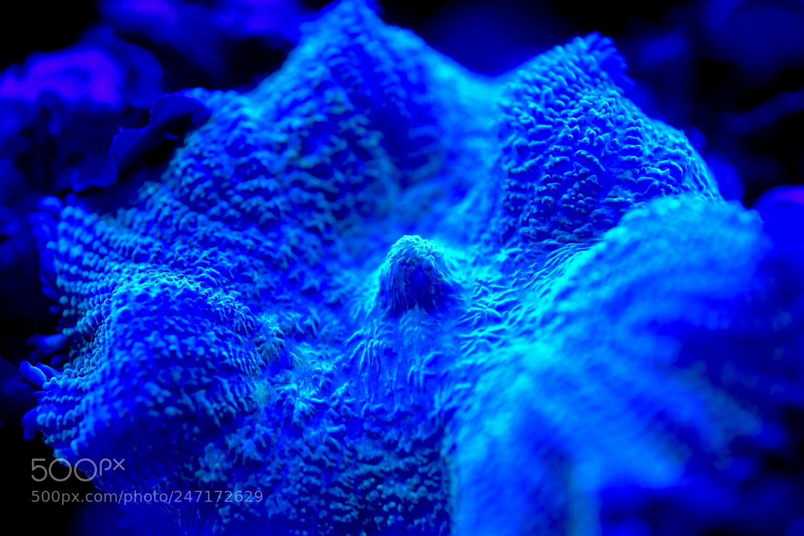 Nikon D7500 sample photo. Sea flower photography