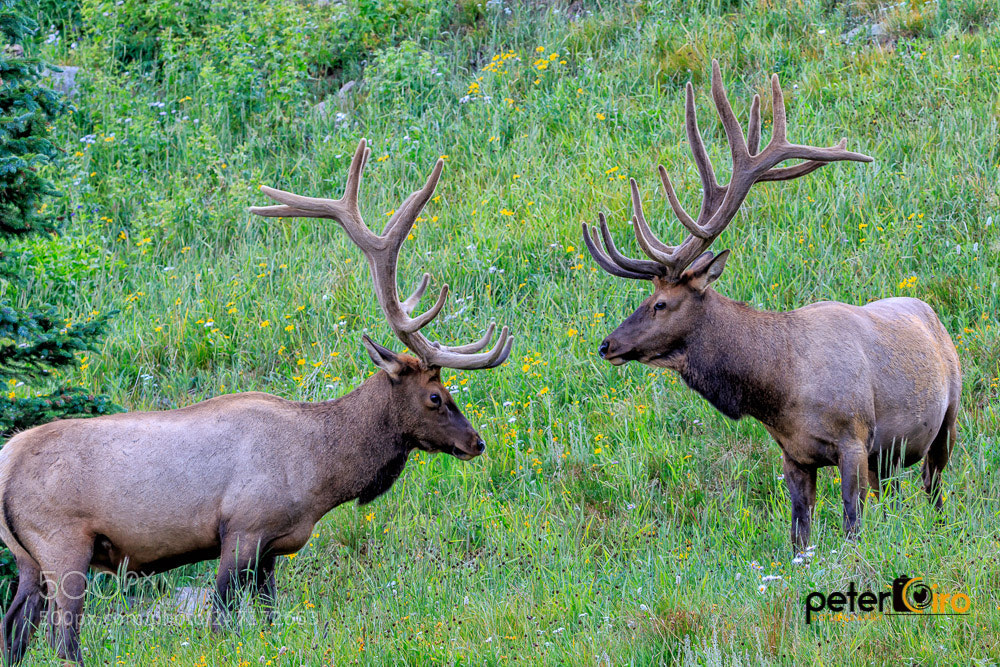 Canon EOS 7D Mark II sample photo. 2 elk photography