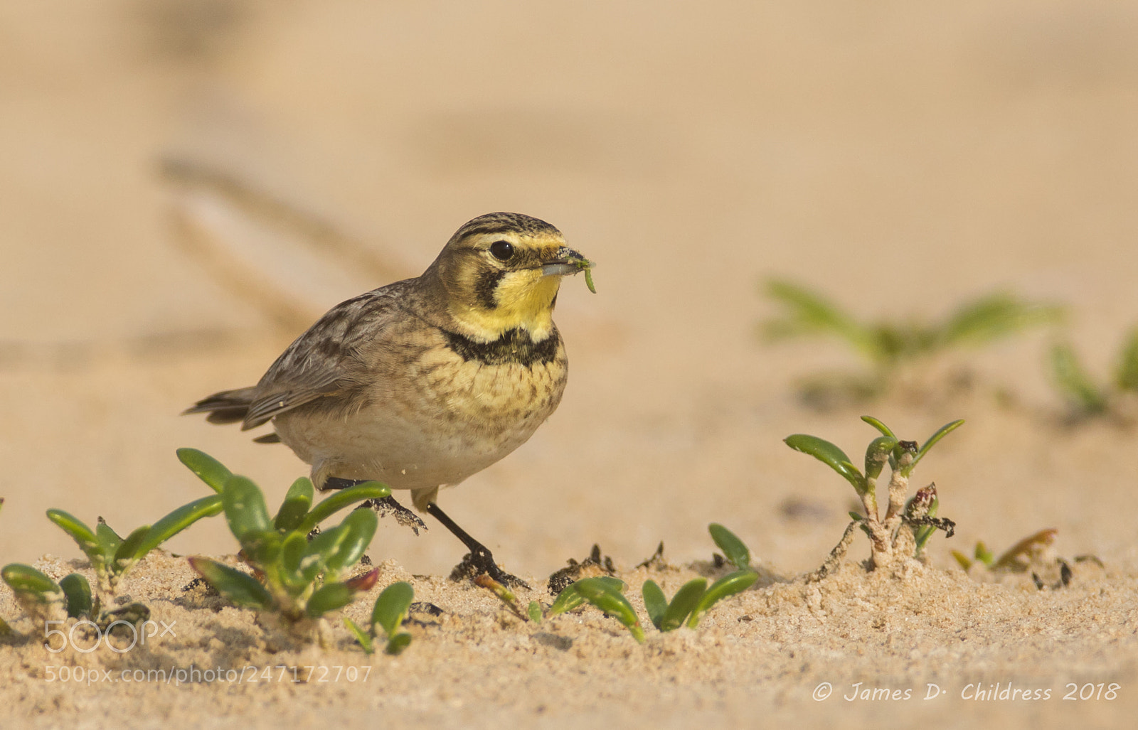 Canon EOS 7D Mark II sample photo. Horned lark photography