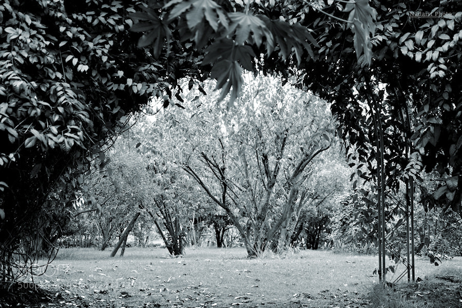 Canon EOS 700D (EOS Rebel T5i / EOS Kiss X7i) sample photo. Arbres photography