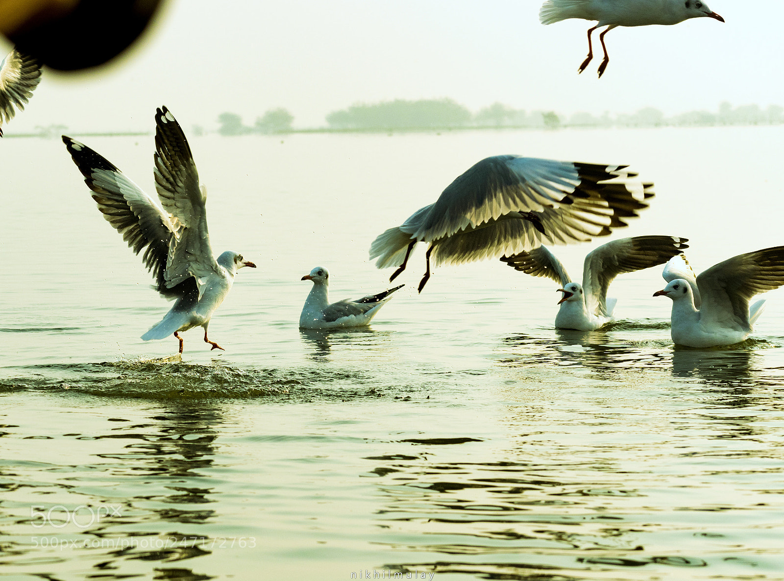 Nikon D5300 sample photo. Seagulls photography