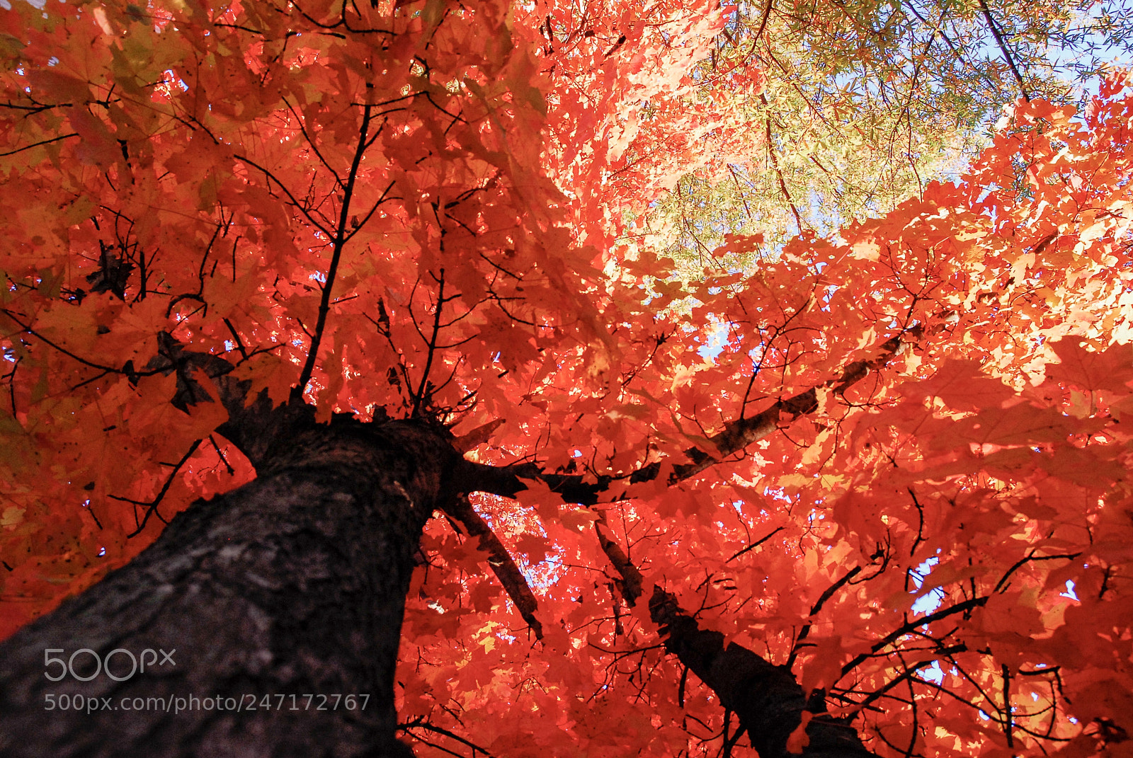 Nikon D200 sample photo. Changing leaves photography