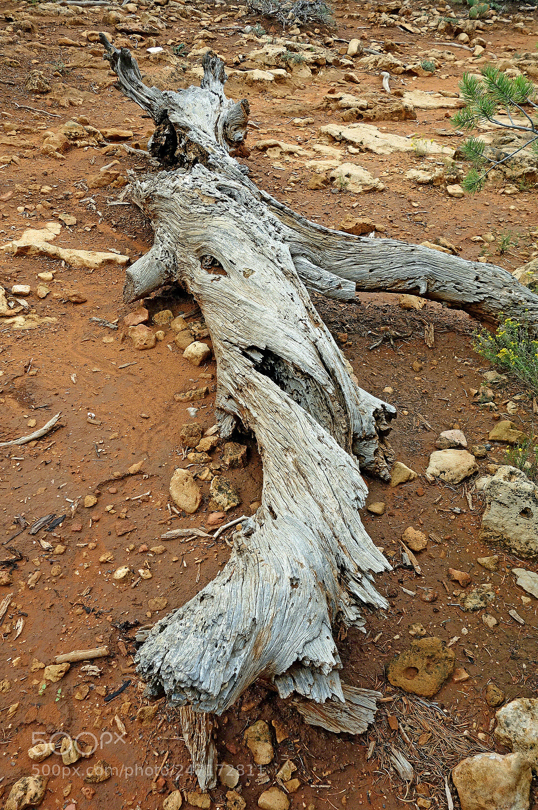 Sony Cyber-shot DSC-RX100 sample photo. Grand canyon deadwood study 1 photography