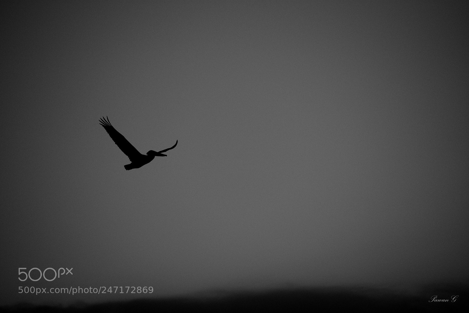 Nikon D3400 sample photo. Fly photography