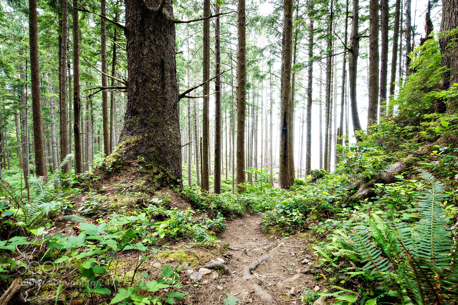 Nikon D600 sample photo. Into the fog photography