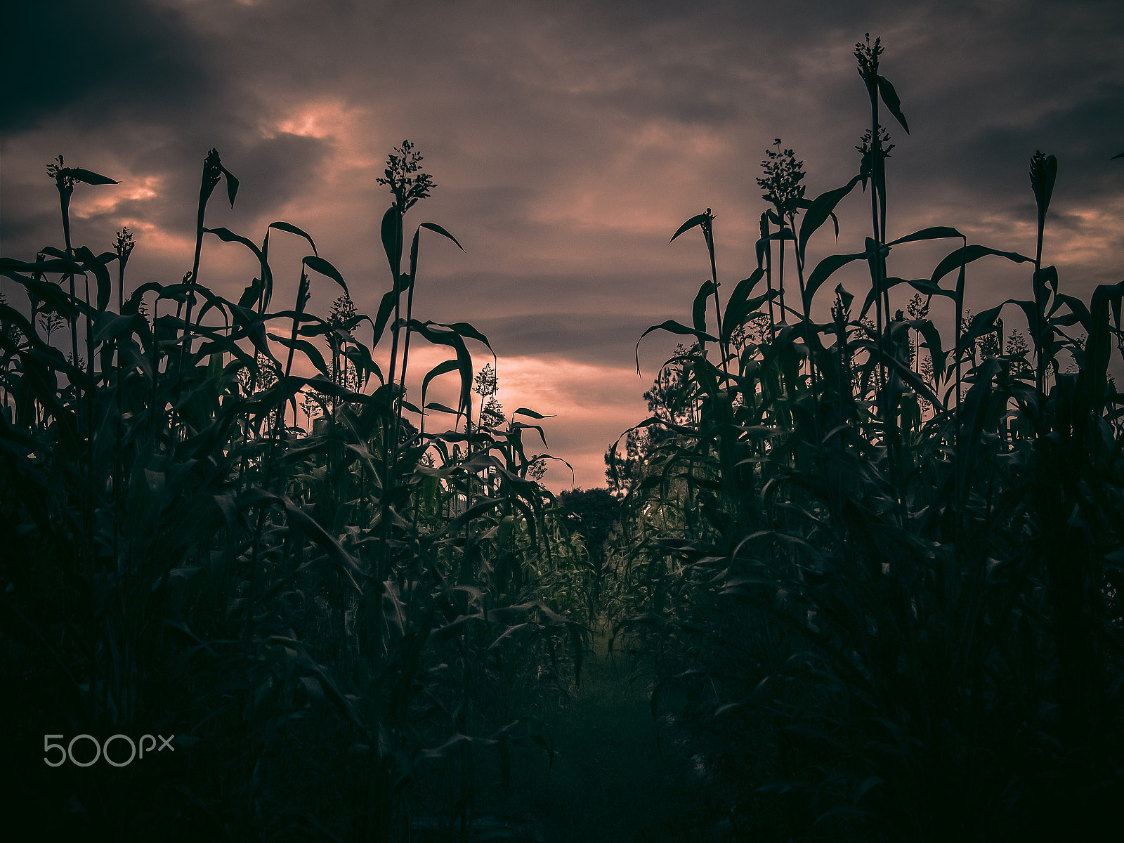 Olympus PEN E-P1 sample photo. Storm was coming photography