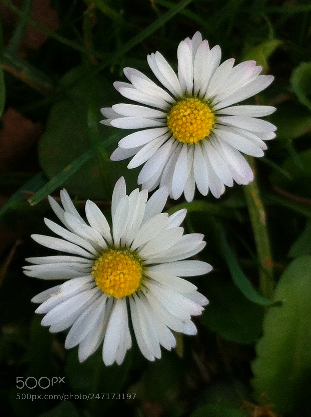Apple iPhone 4 sample photo. 1043.jpg photography
