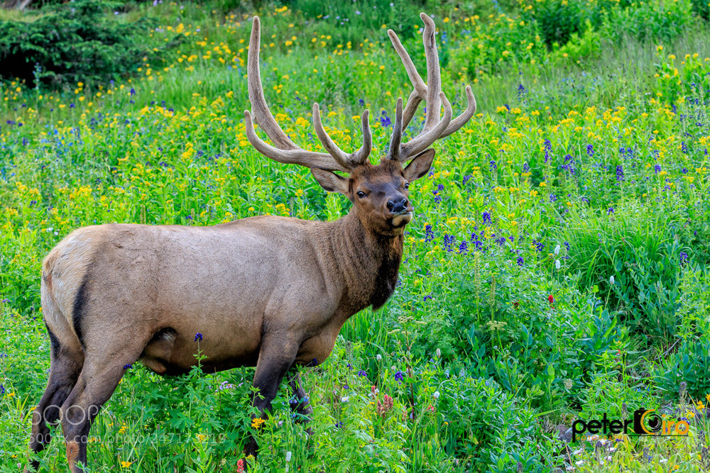 Canon EOS 7D Mark II sample photo. Staring elk along the photography