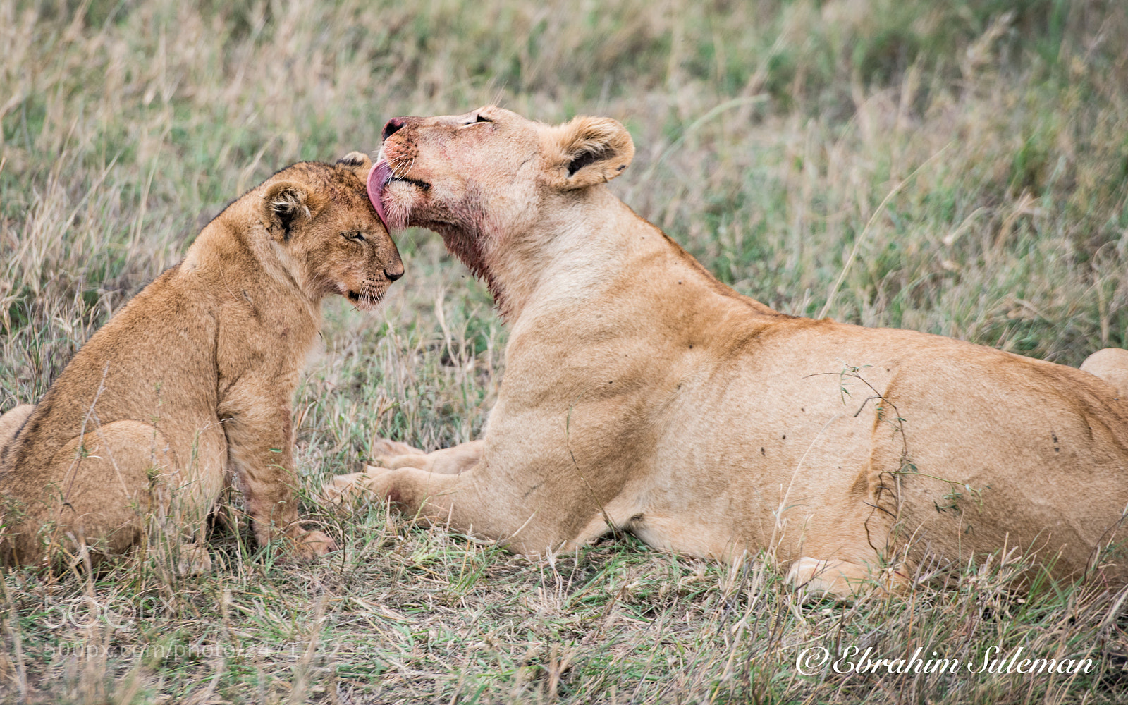 Nikon D850 sample photo. "licky love" photography