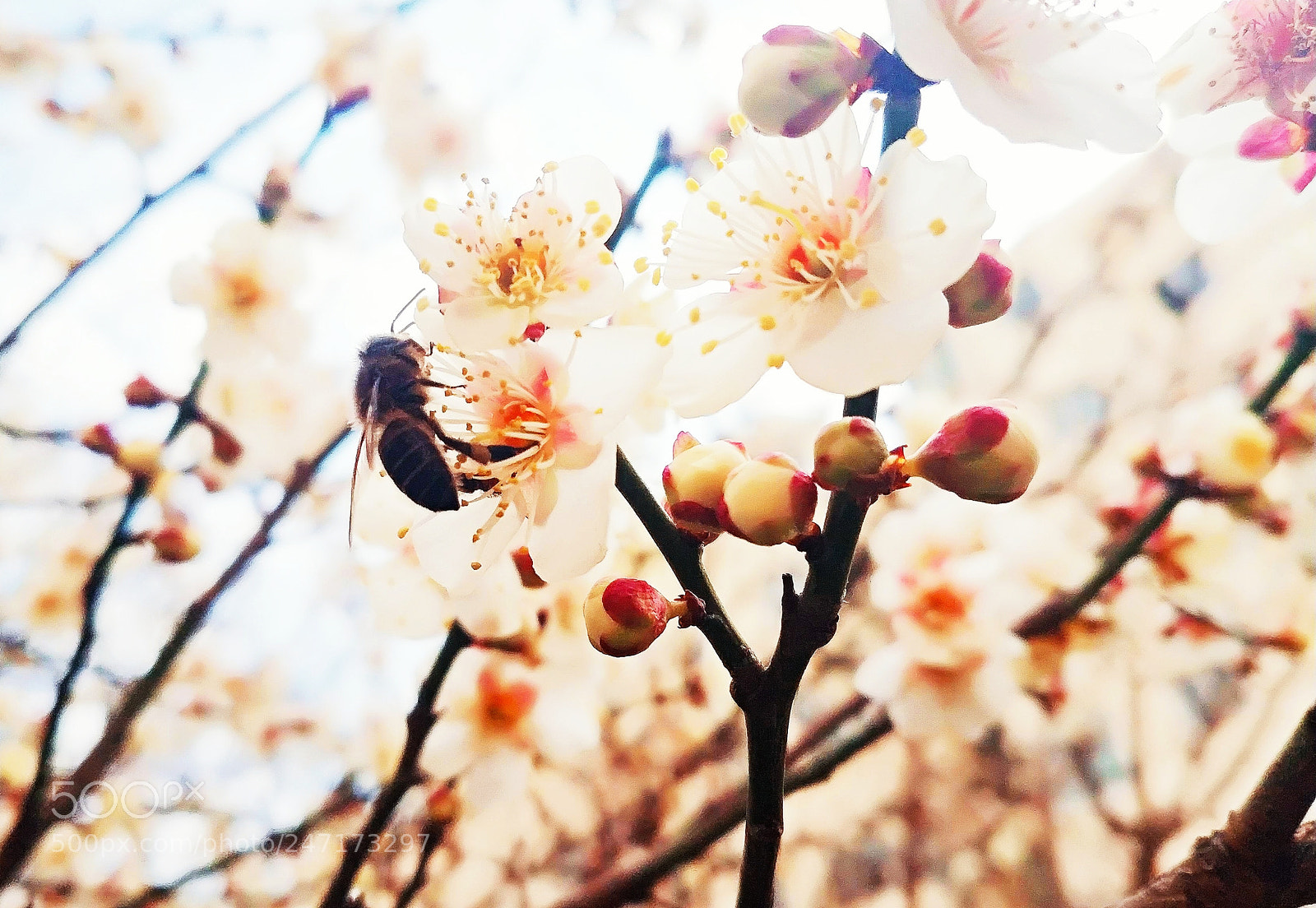 Xiaomi MIX 2 sample photo. Bee & plum blossom photography