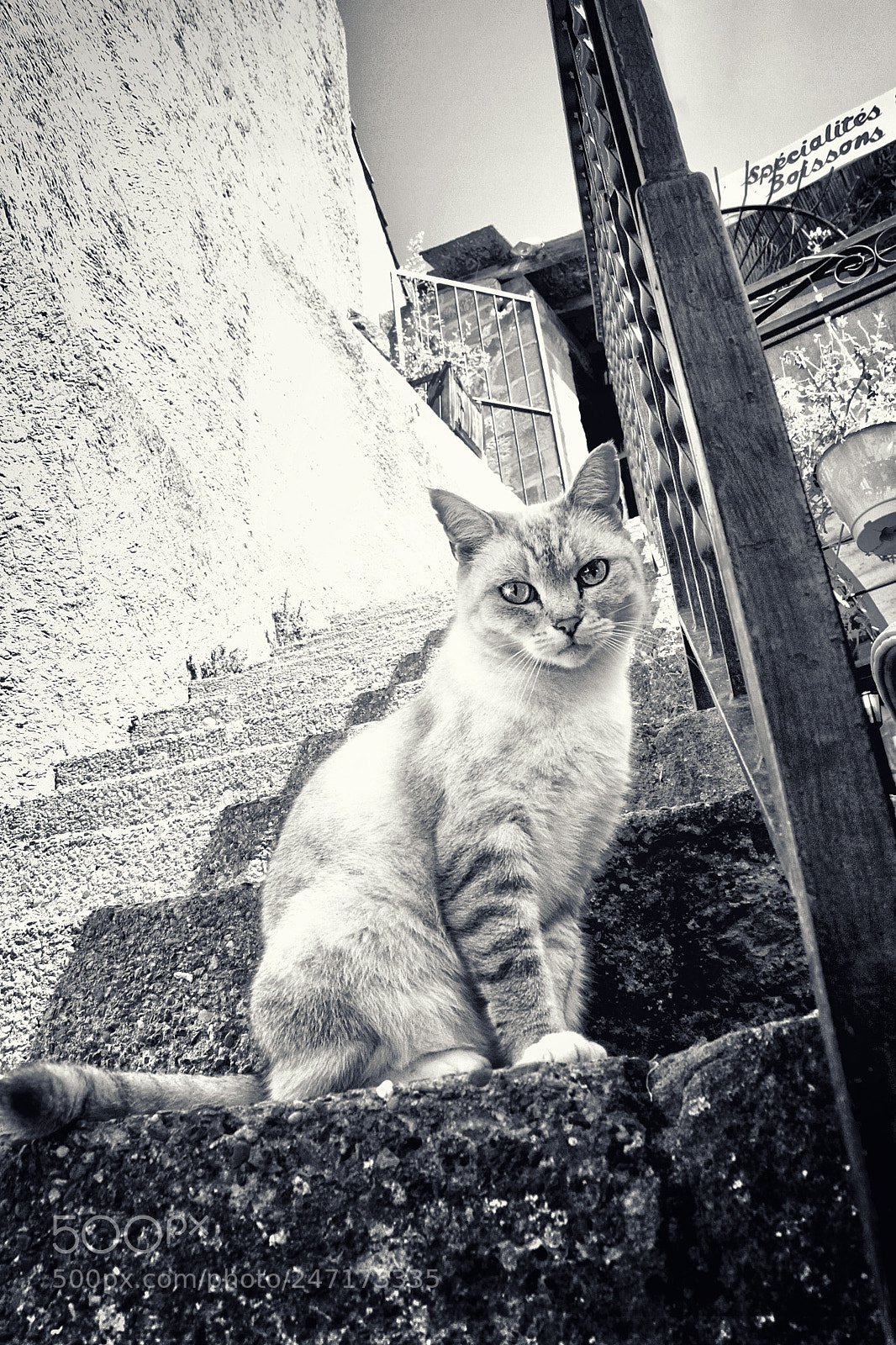 Canon EOS 500D (EOS Rebel T1i / EOS Kiss X3) sample photo. Carcassonne cat photography