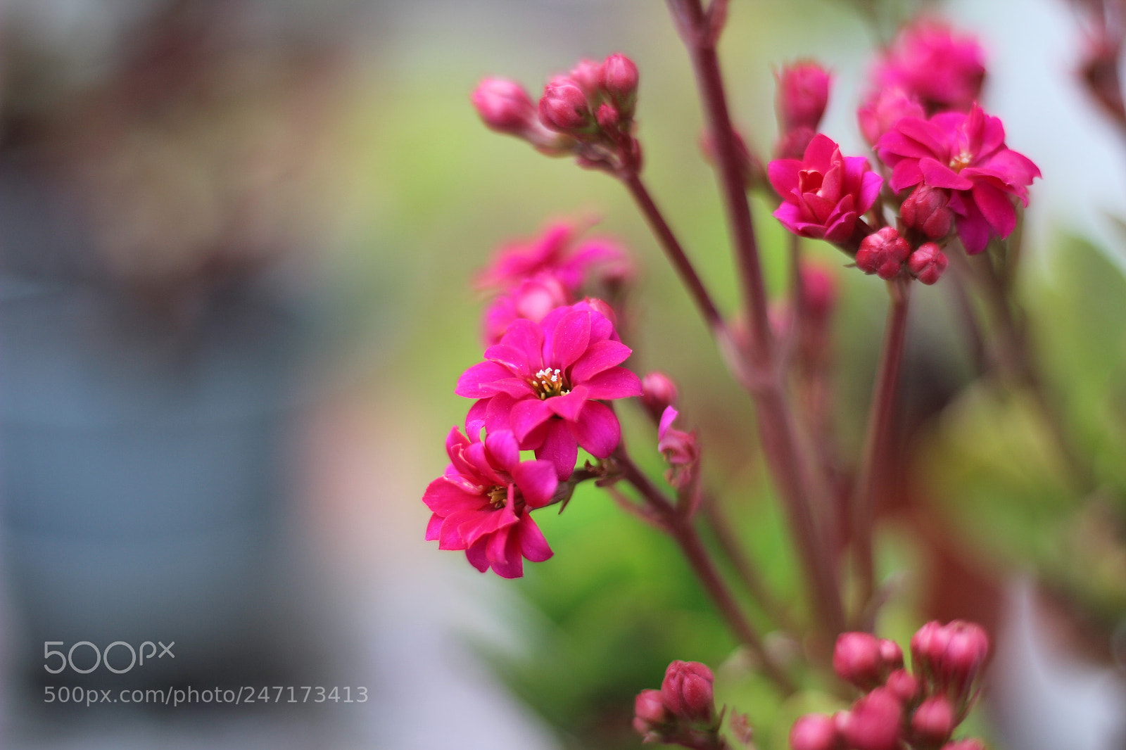 Canon EOS 600D (Rebel EOS T3i / EOS Kiss X5) sample photo. Red flowers 2 photography