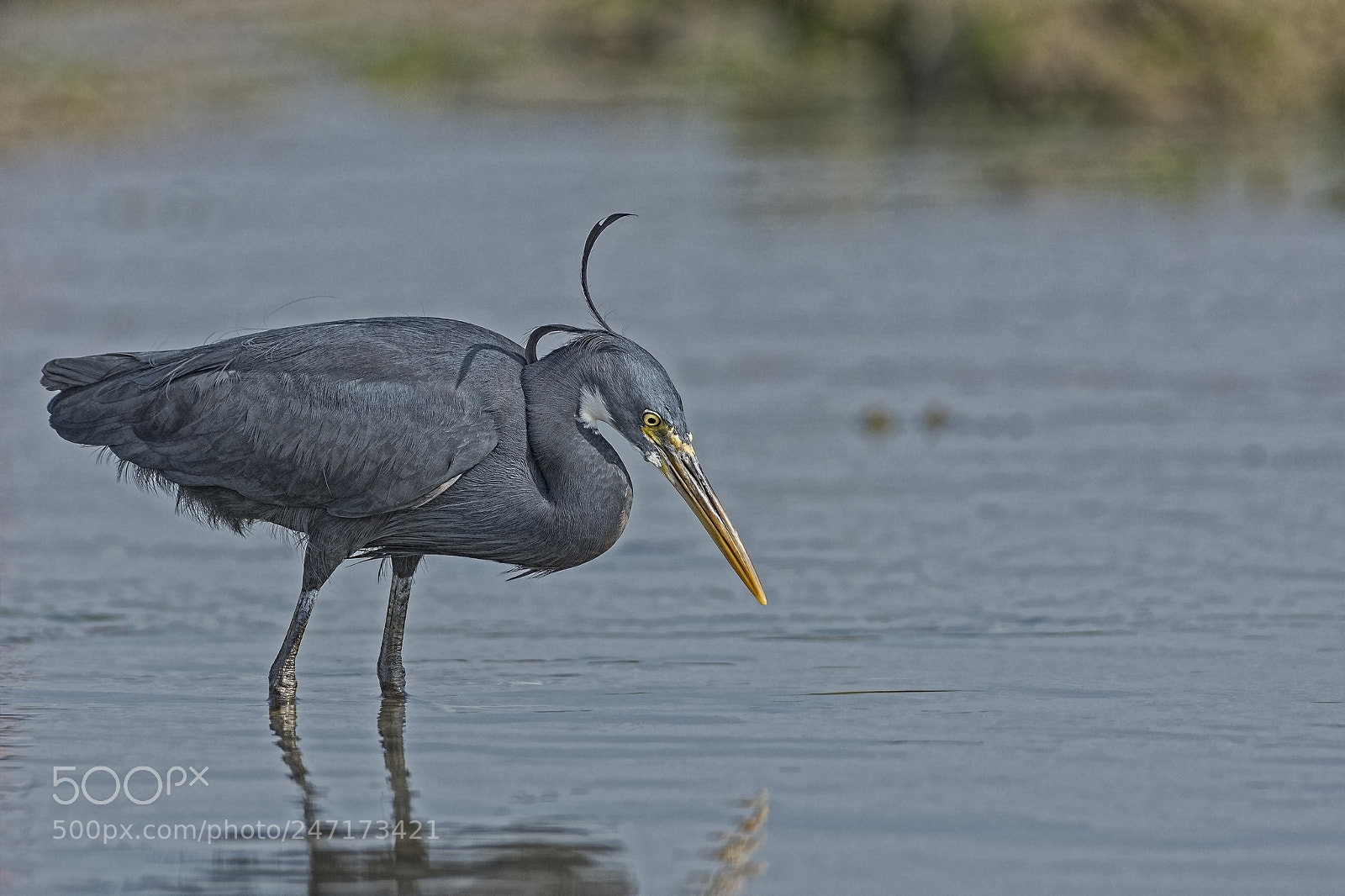 Nikon D7200 sample photo. Reef heron photography