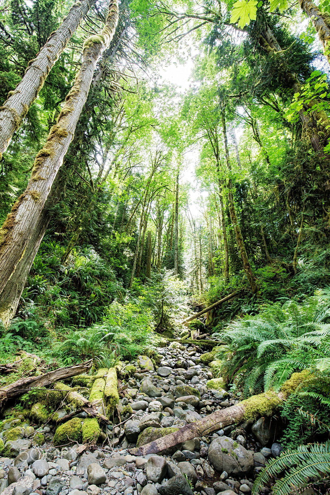 Nikon D600 sample photo. Bogachiel creekbed photography