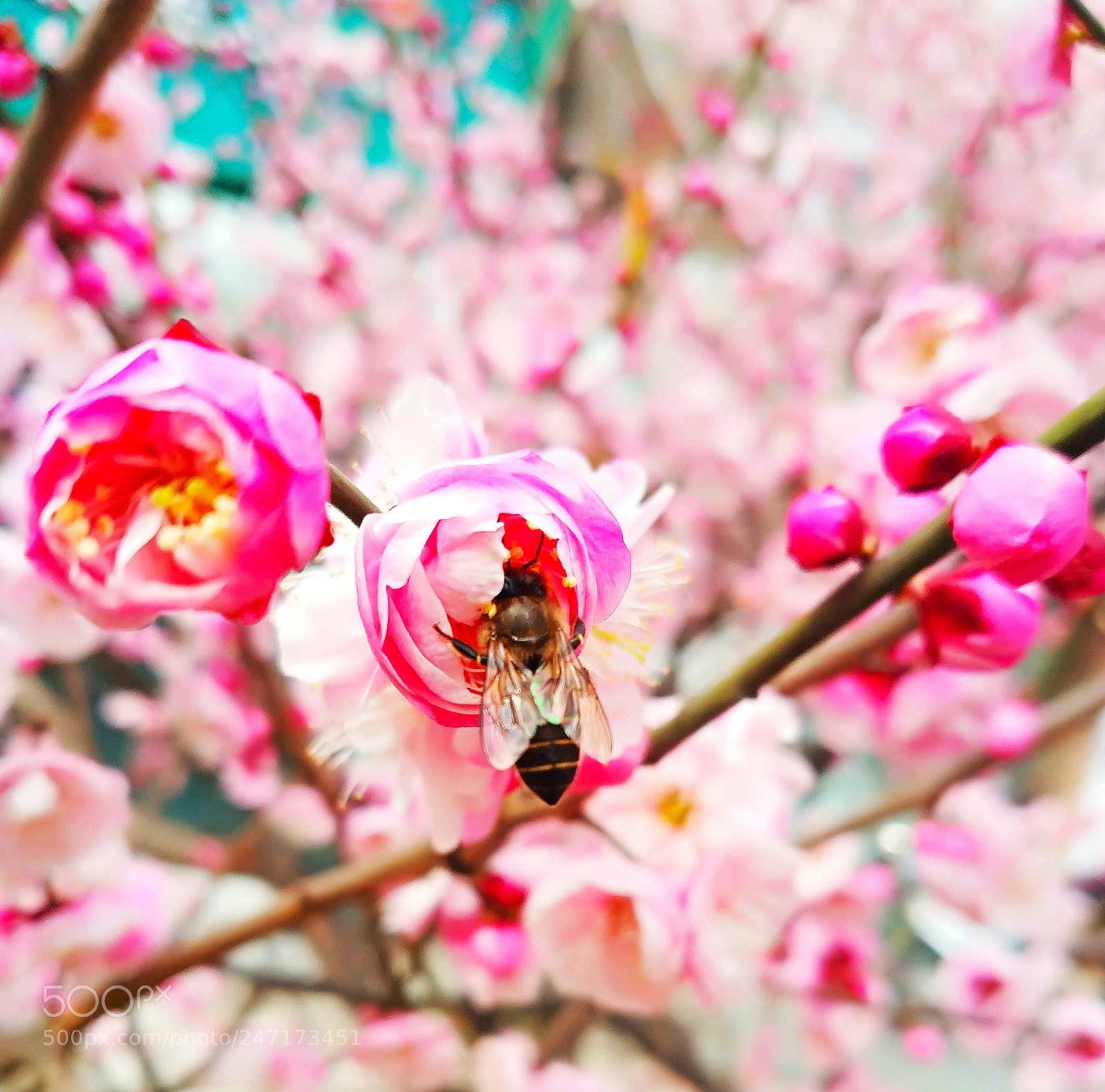Xiaomi MIX 2 sample photo. Bee & plum blossom， 2 photography