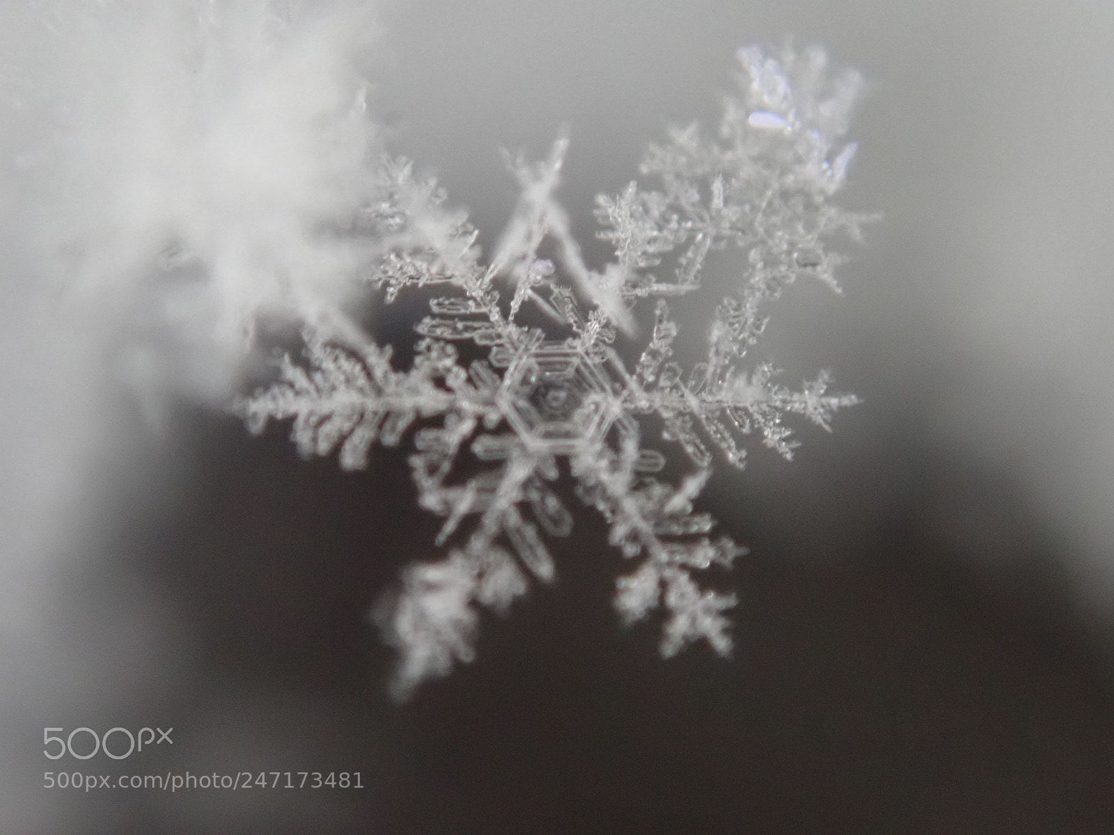 Olympus TG-5 sample photo. Snowflake photography
