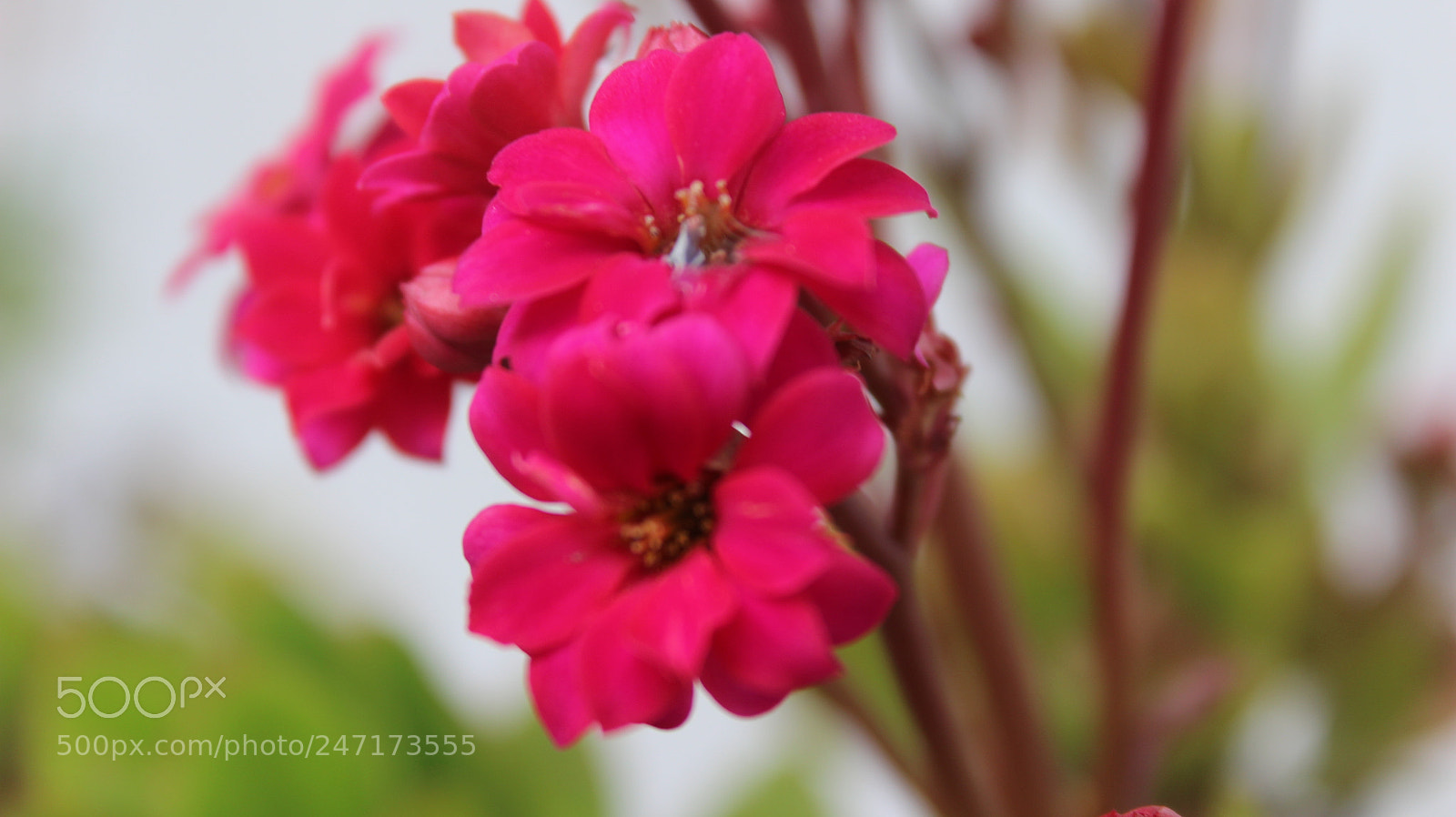 Canon EOS 600D (Rebel EOS T3i / EOS Kiss X5) sample photo. Red flowers 3 photography