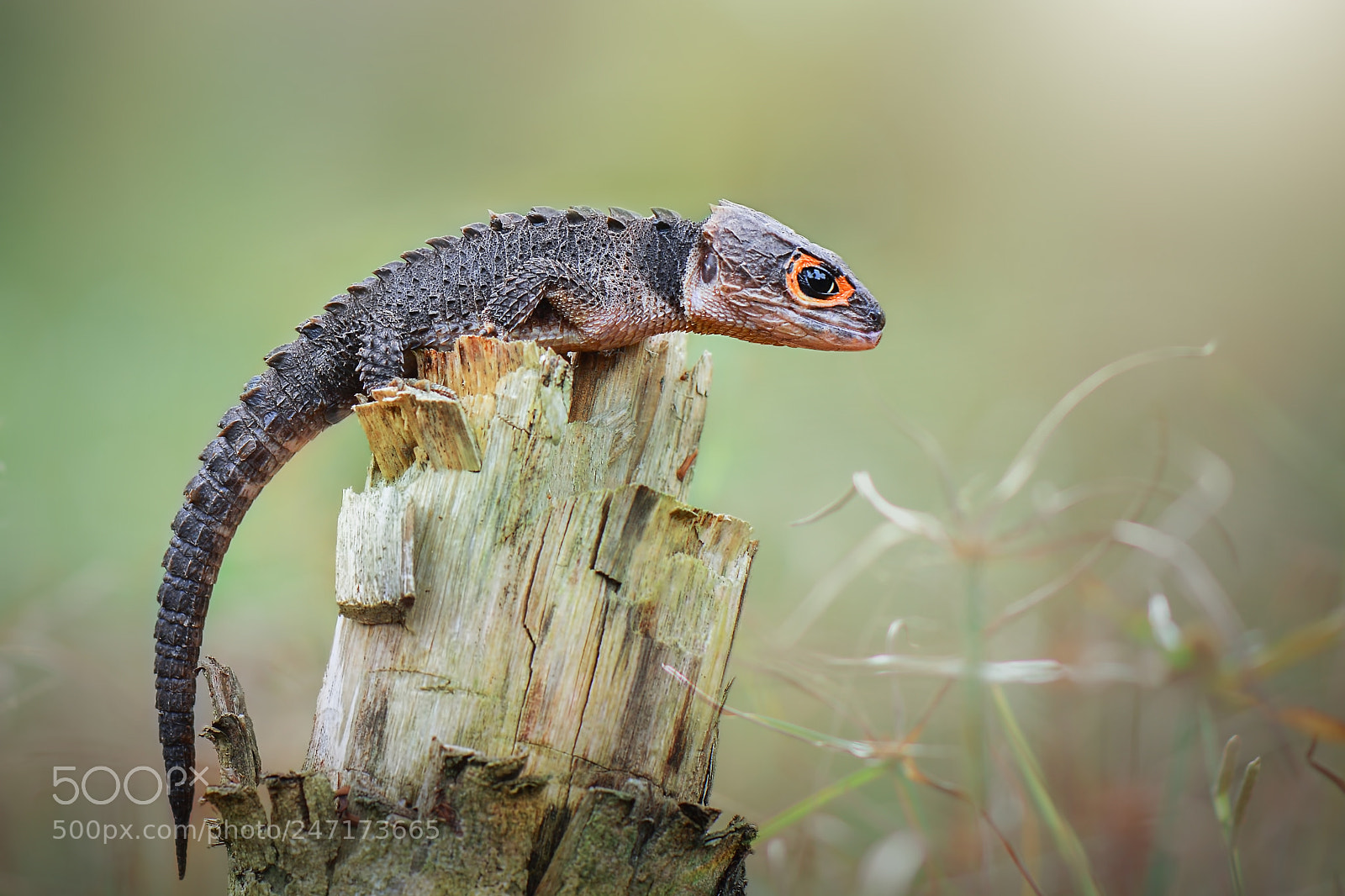 Nikon D7100 sample photo. Triblonotus gracilis / crocodile skink photography