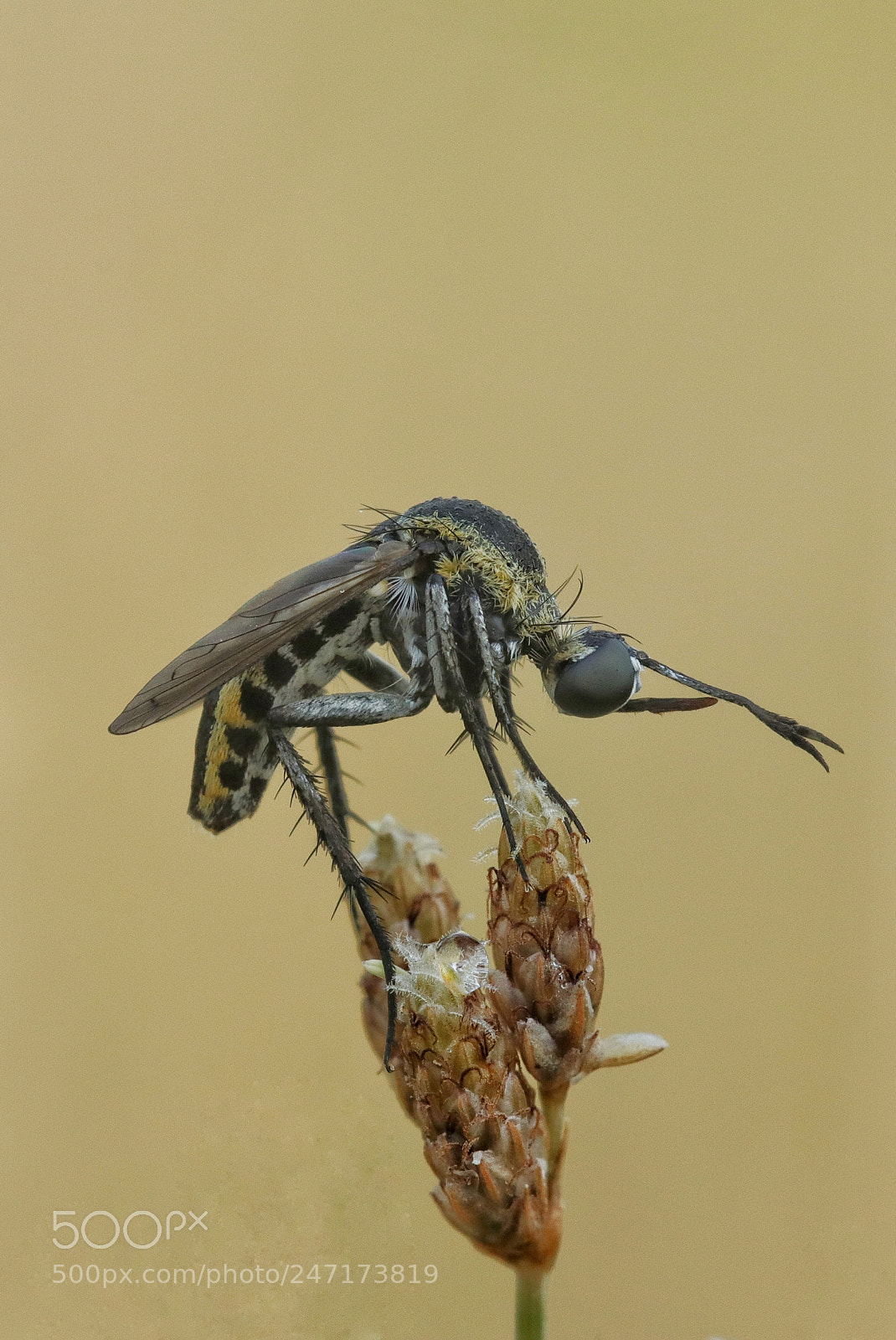 Canon EOS M5 sample photo. Macro photography