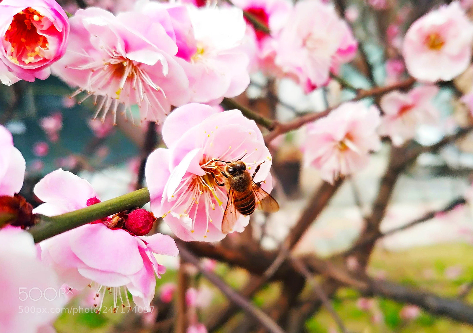 Xiaomi MIX 2 sample photo. Bee & plum blossom， 3 photography