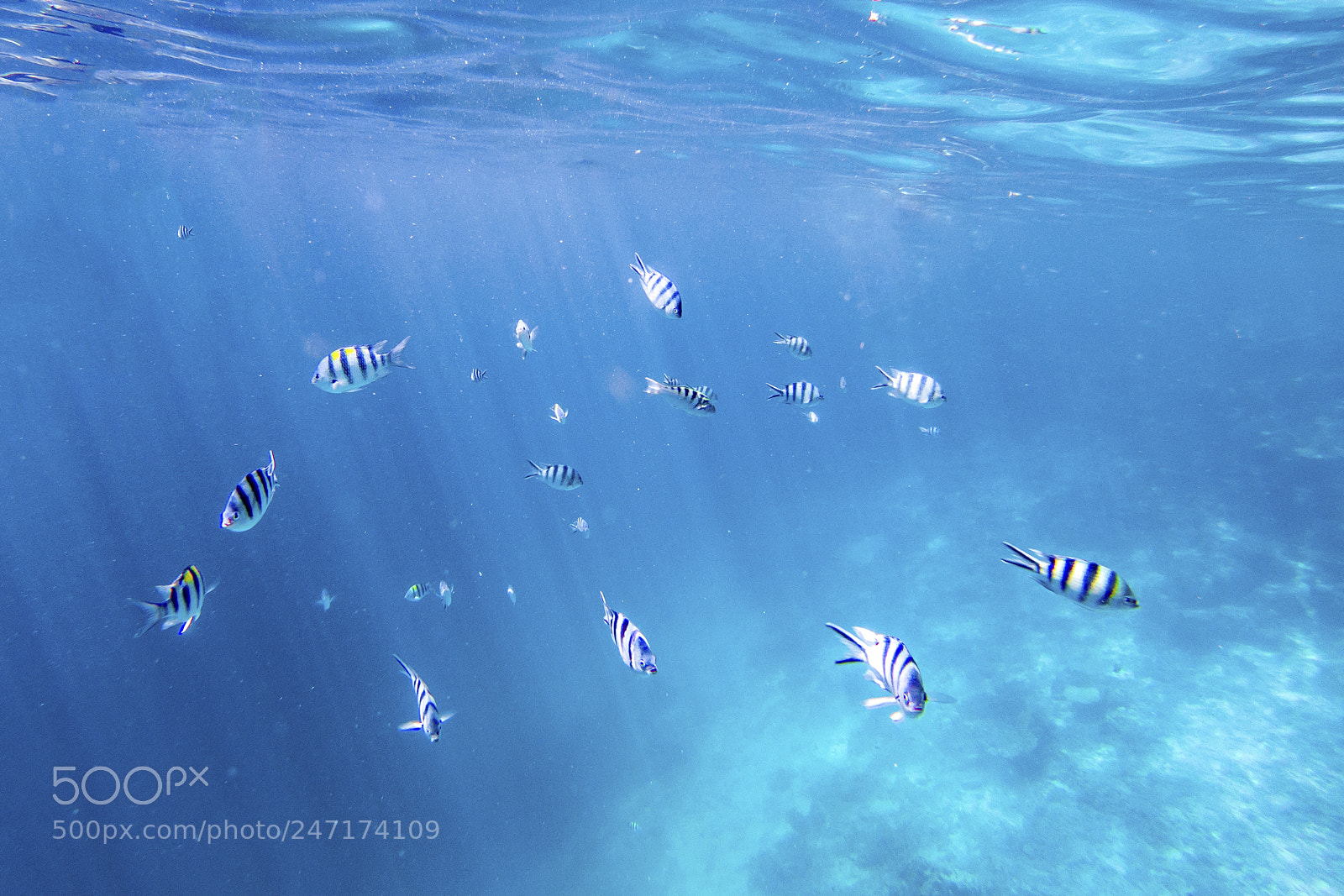 GoPro Hero5 Black sample photo. Snorkeling in el nido photography