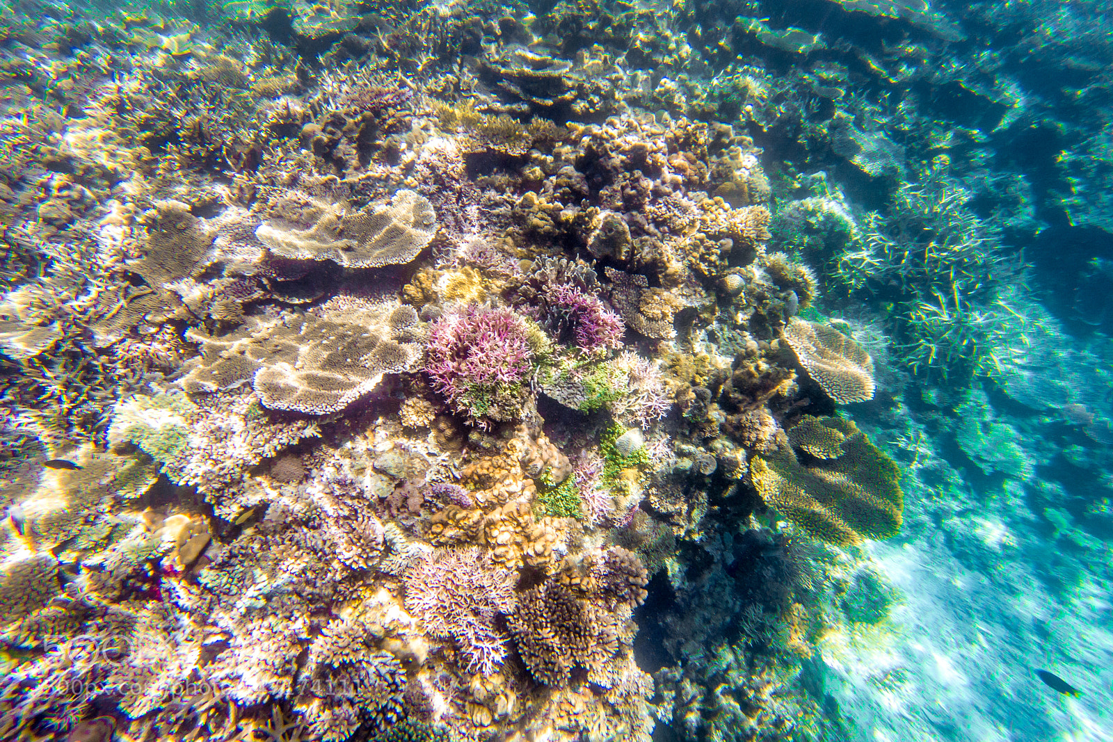 GoPro Hero5 Black sample photo. Snorkeling in el nido photography