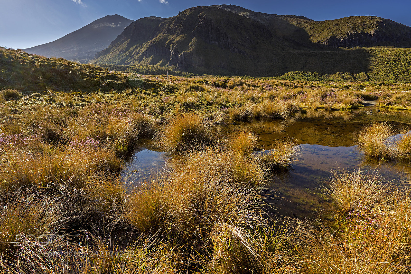 Sony a7R sample photo. Tongariro grasses photography