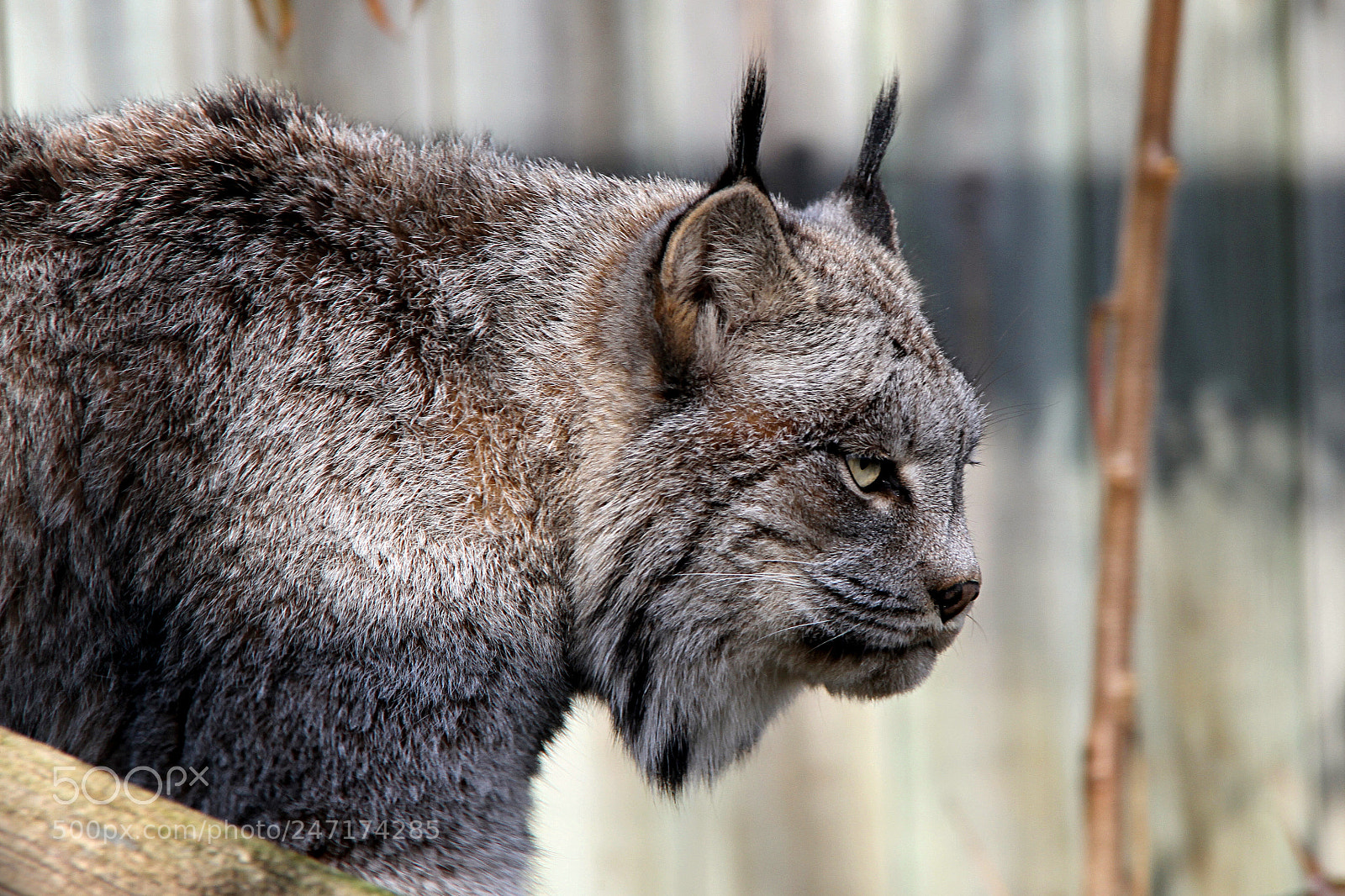 Canon EOS 7D sample photo. Lynx - canada photography