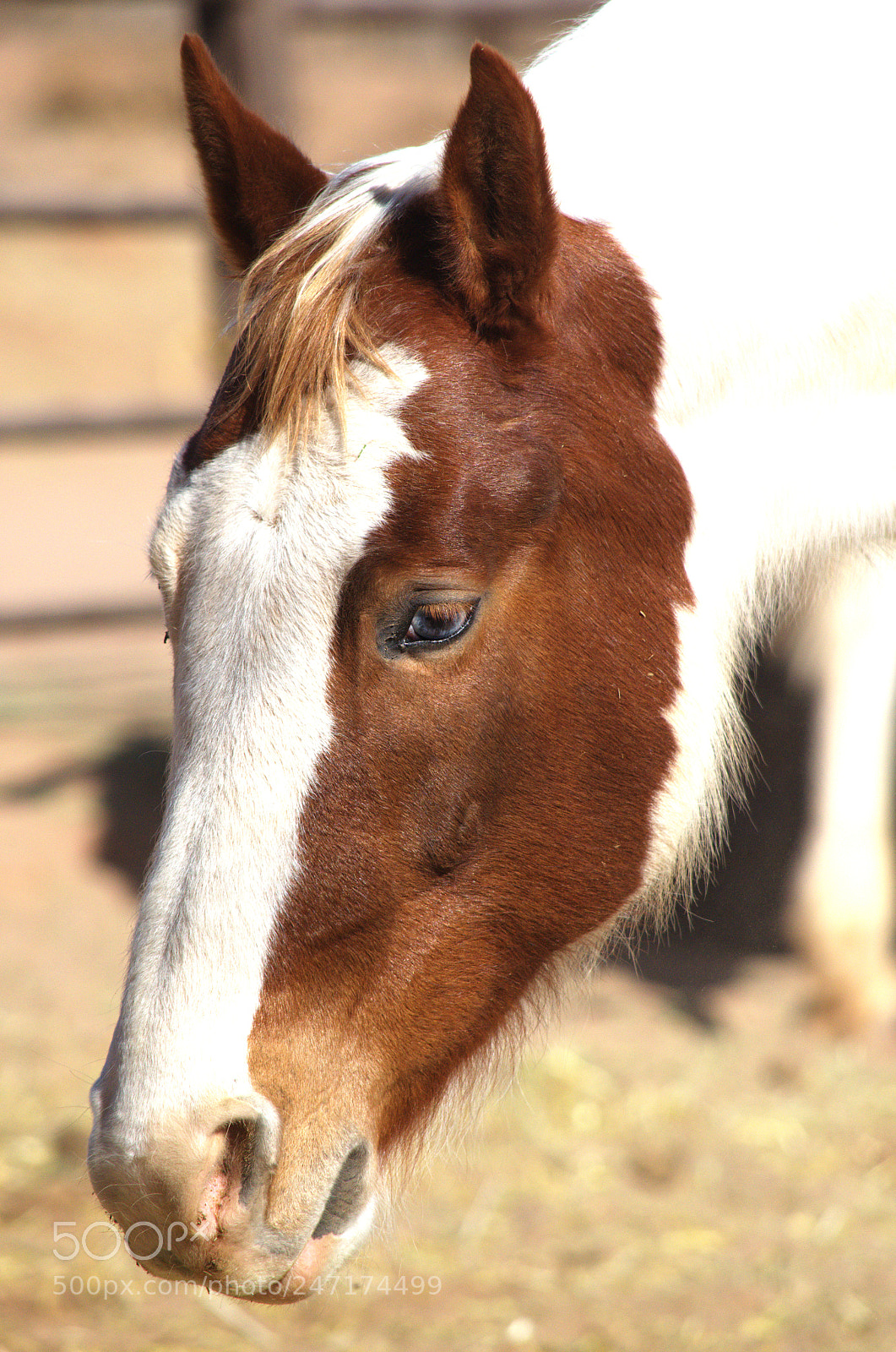Nikon D5100 sample photo. Walnut photography